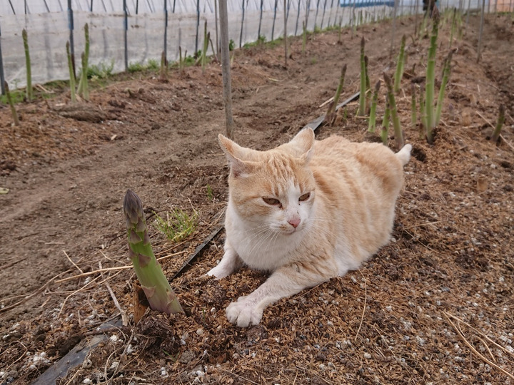 農家直送 ZX | Self-loading and forager-filled forage wagons | Explore