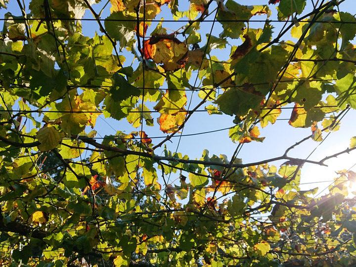 栄養豊富な肥料を