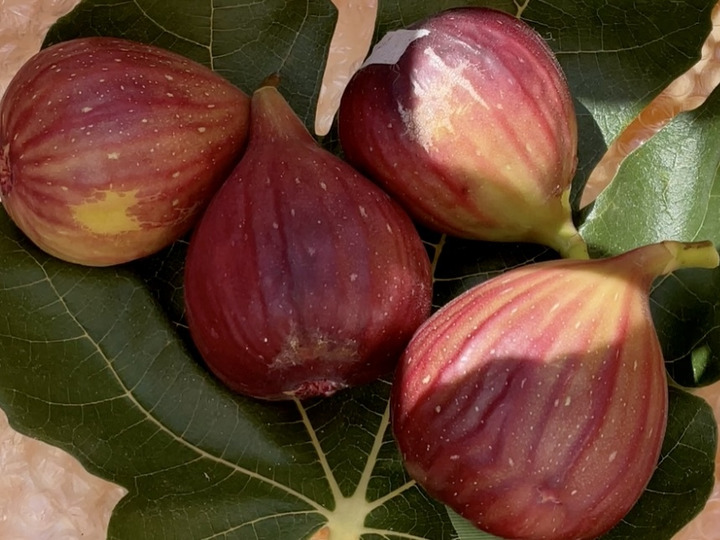 先行予約】10本セット 農薬不使用イチジク穂木 約80cm〜1m（桝井