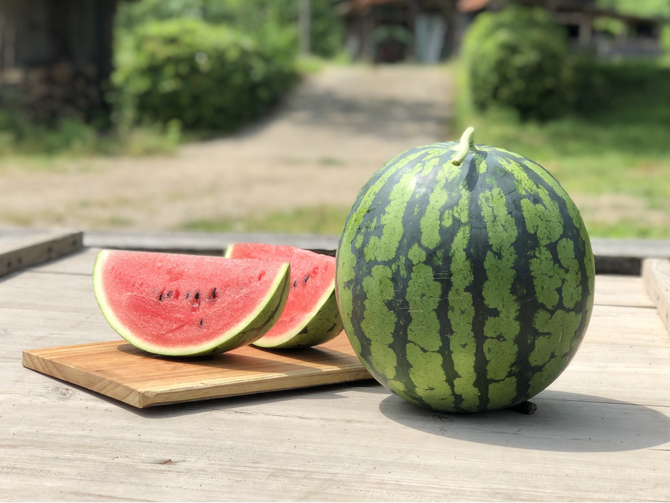朝獲り！鳥取県産大玉スイカ 1玉(7kg以上)：鳥取県産のその他スイカ｜食べチョク｜産地直送(産直)お取り寄せ通販 - 農家・漁師から旬の食材を直送