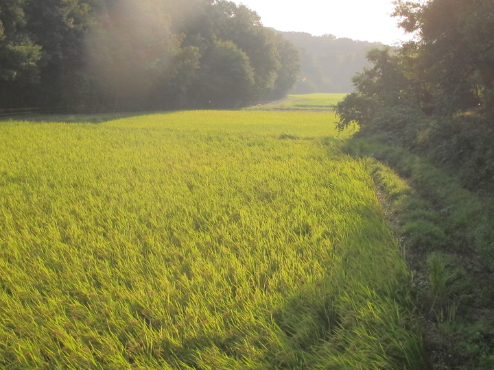 ホタルが舞う自然豊かな生物多様性に富んだ田んぼ