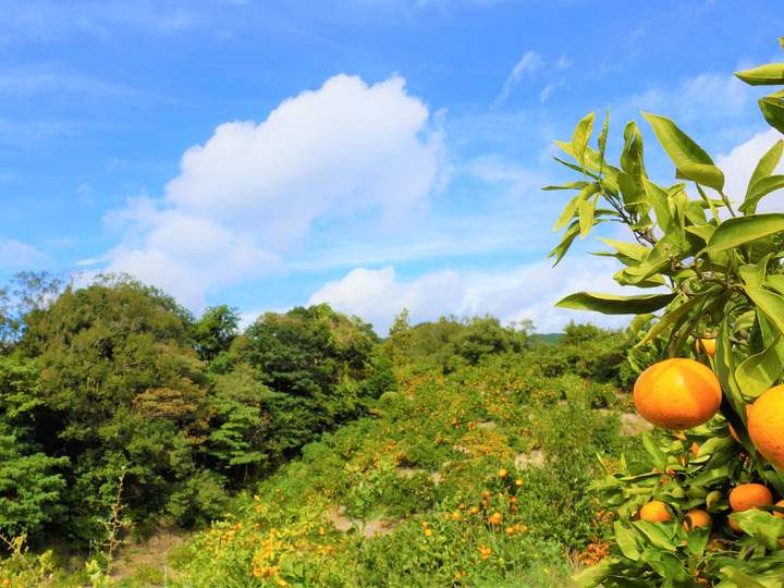 厳選】紀州の濃厚な「ゆら早生」みかん １０㎏：和歌山県産のみかん・柑橘類｜食べチョク｜産地直送(産直)お取り寄せ通販 - 農家・漁師から旬の食材を直送