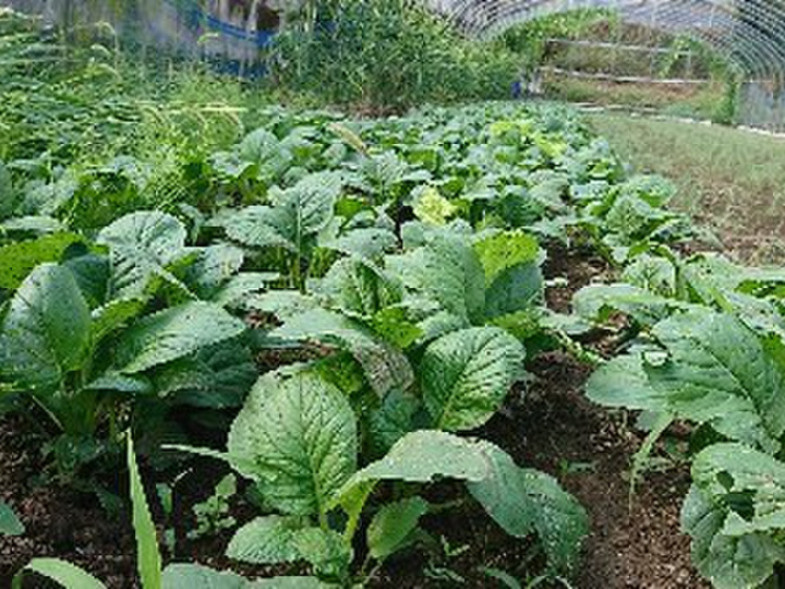 皮まで安心！】果汁たっぷり 熊本県産 パール柑 3kg～4kg