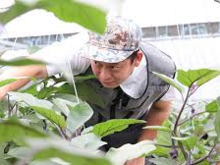 健康的に育った野菜は美味しい