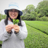 森井ファームのお茶