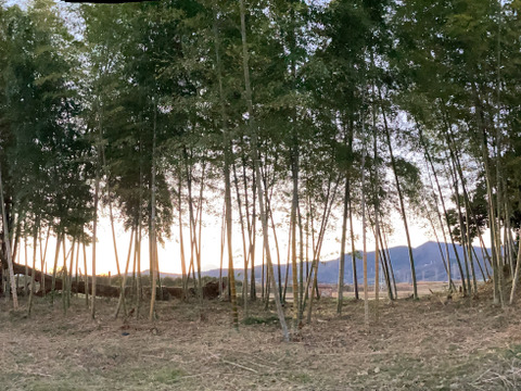 【2026年筍★予約受付中】採れ次第発送~お得な5kg箱サイズ(日にち指定不可、時間指定OK)