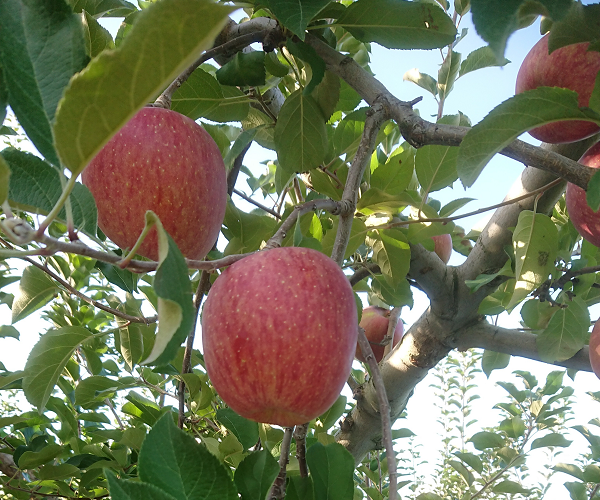 りんご男クリエイト農園