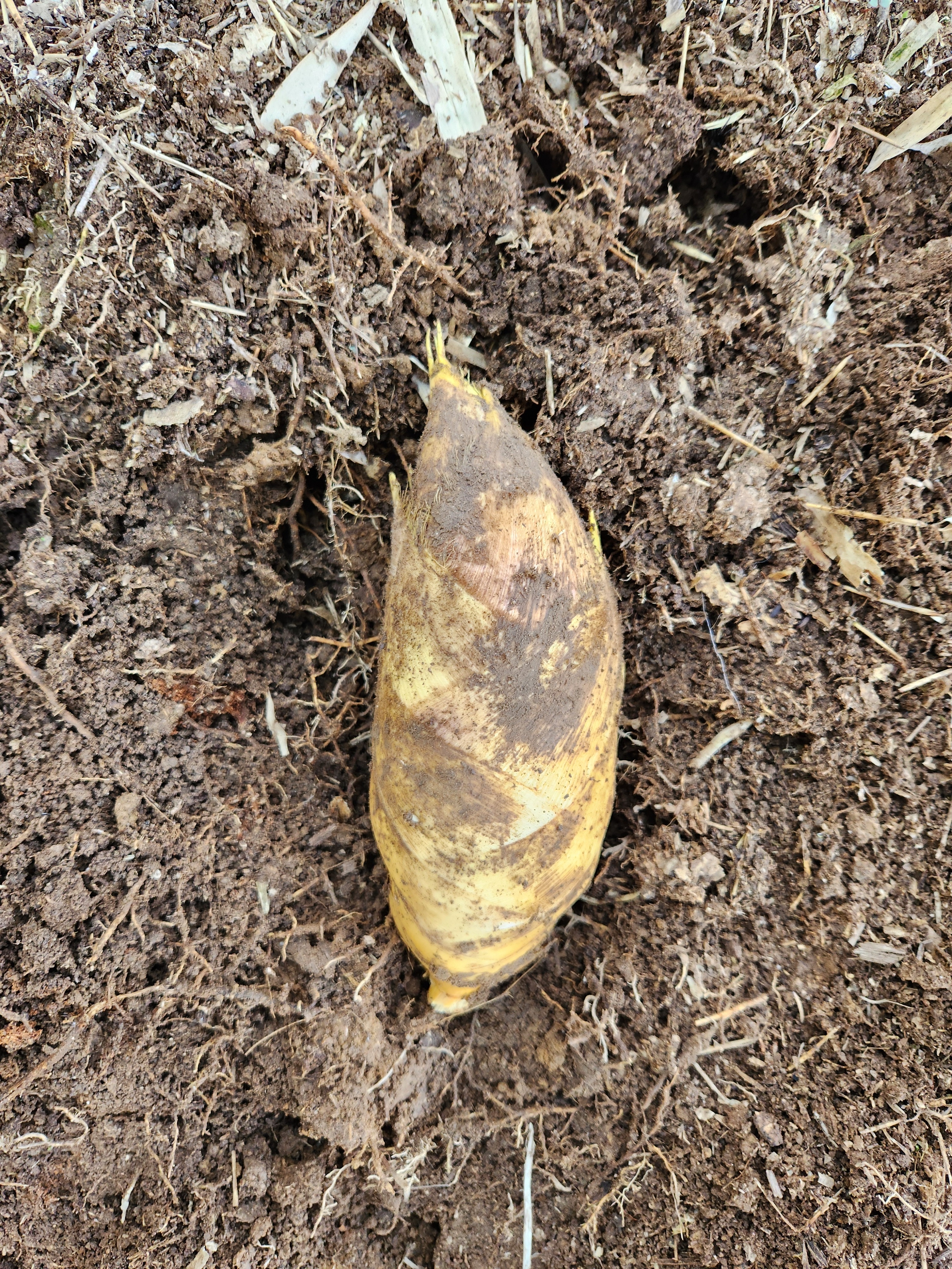 ☆朝掘り たけのこ 筍 小 ※SSサイズ 1.5キロ 最短発送 クール便 冷蔵
