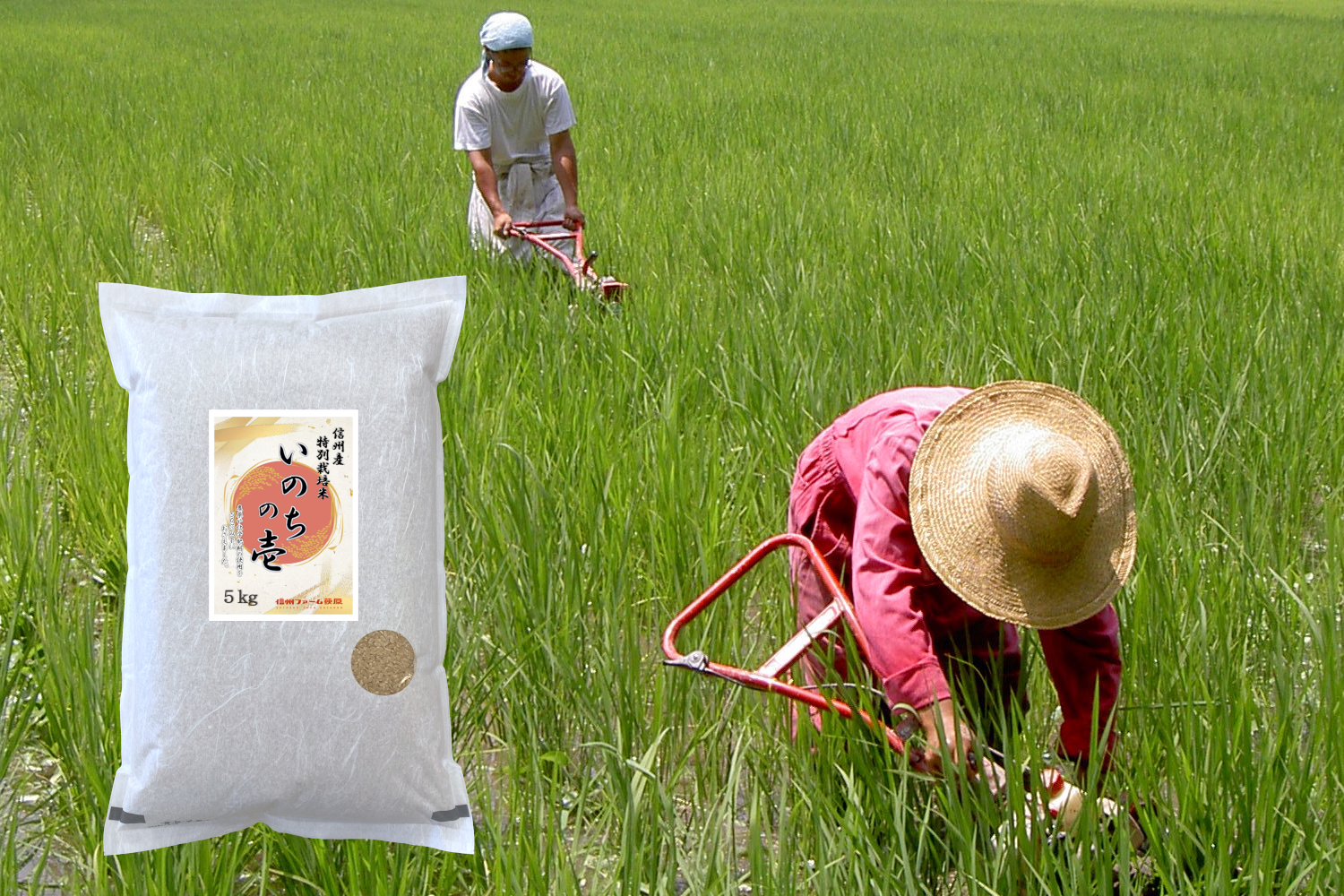 令和7年産【玄米5kg】 信州産 特別栽培米『いのちの壱』大粒の品種です