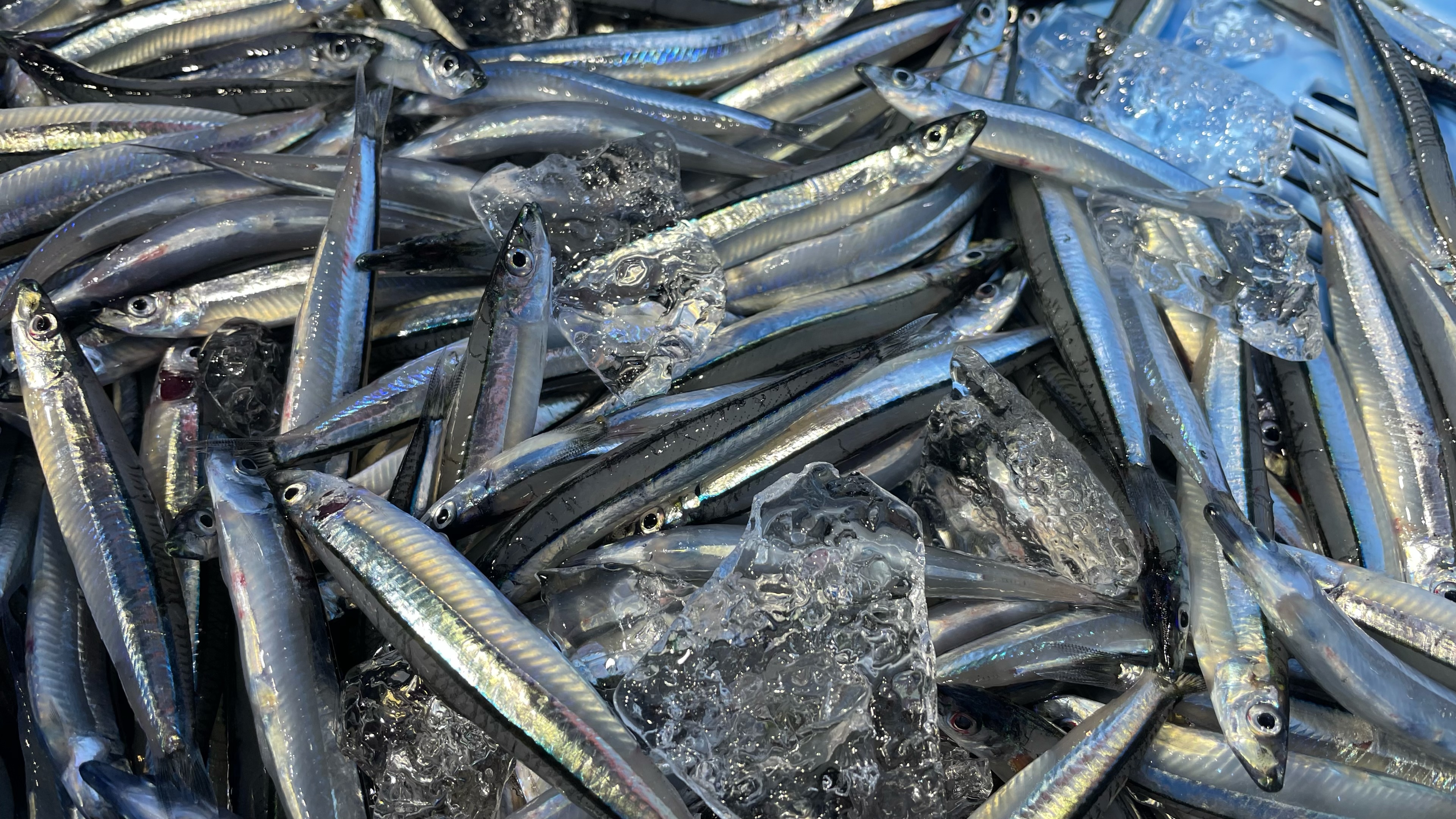 新年初漁 きびなご 生 2キロ 冷凍便 鹿児島県のレビュー一覧 食べチョク 産地直送 産直 お取り寄せ通販 農家 漁師から旬の食材を直送