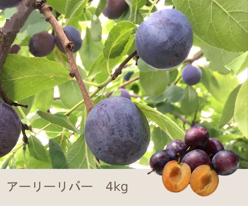 小玉 アーリーリバー 生プルーン 4キロ：長野県のレビュー｜食べチョク