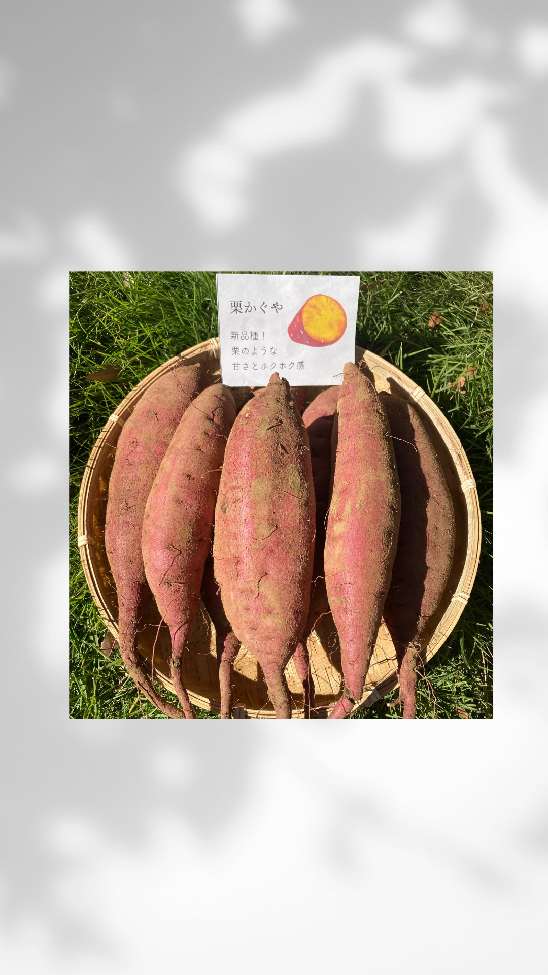 希少！新品種🍠】熟成栗かぐや土付き（Mサイズ3kg）：千葉県の