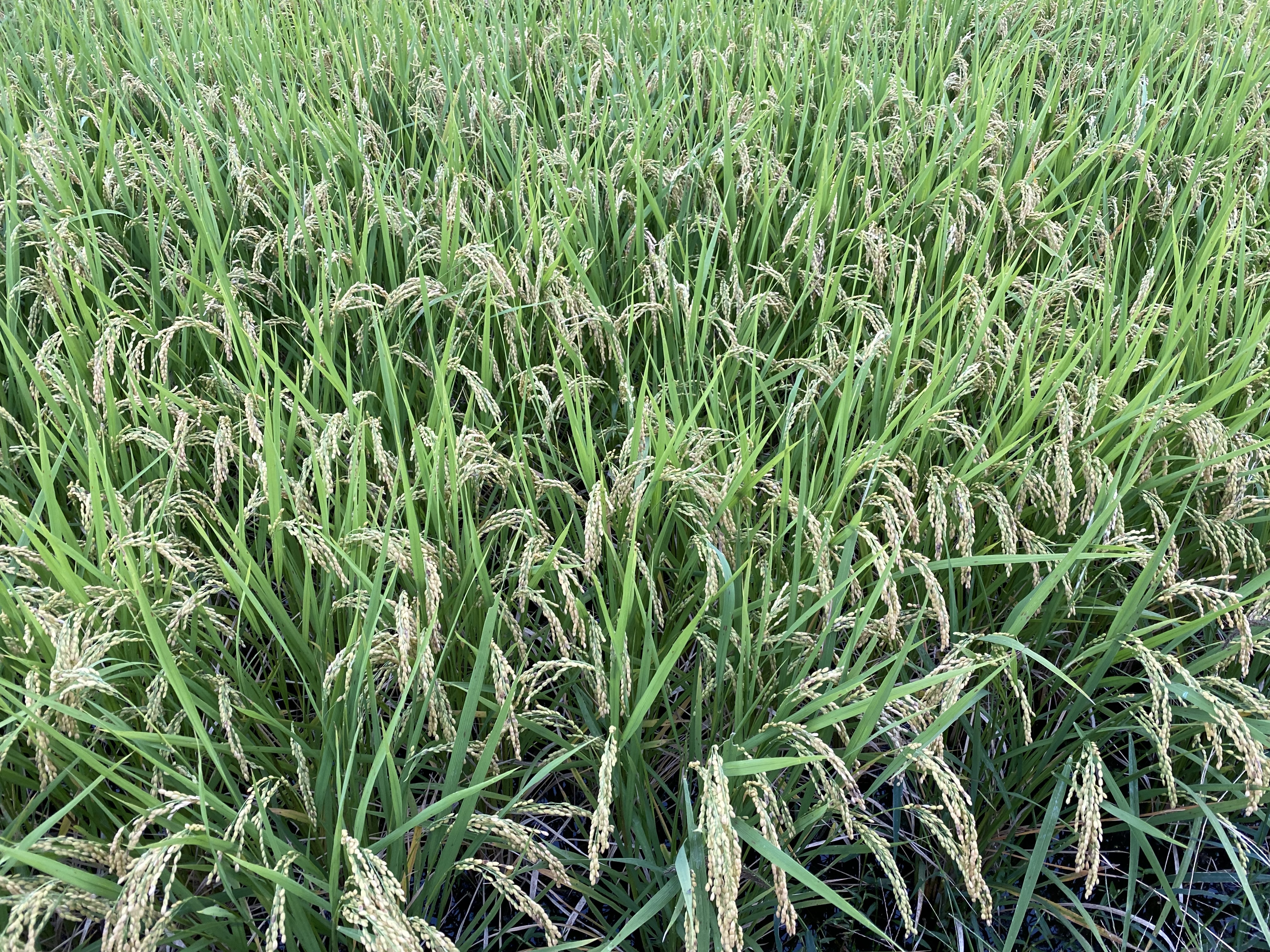 令和7年産ヒノヒカリ精米20kg：岡山県のレビュー｜食べチョク｜産地