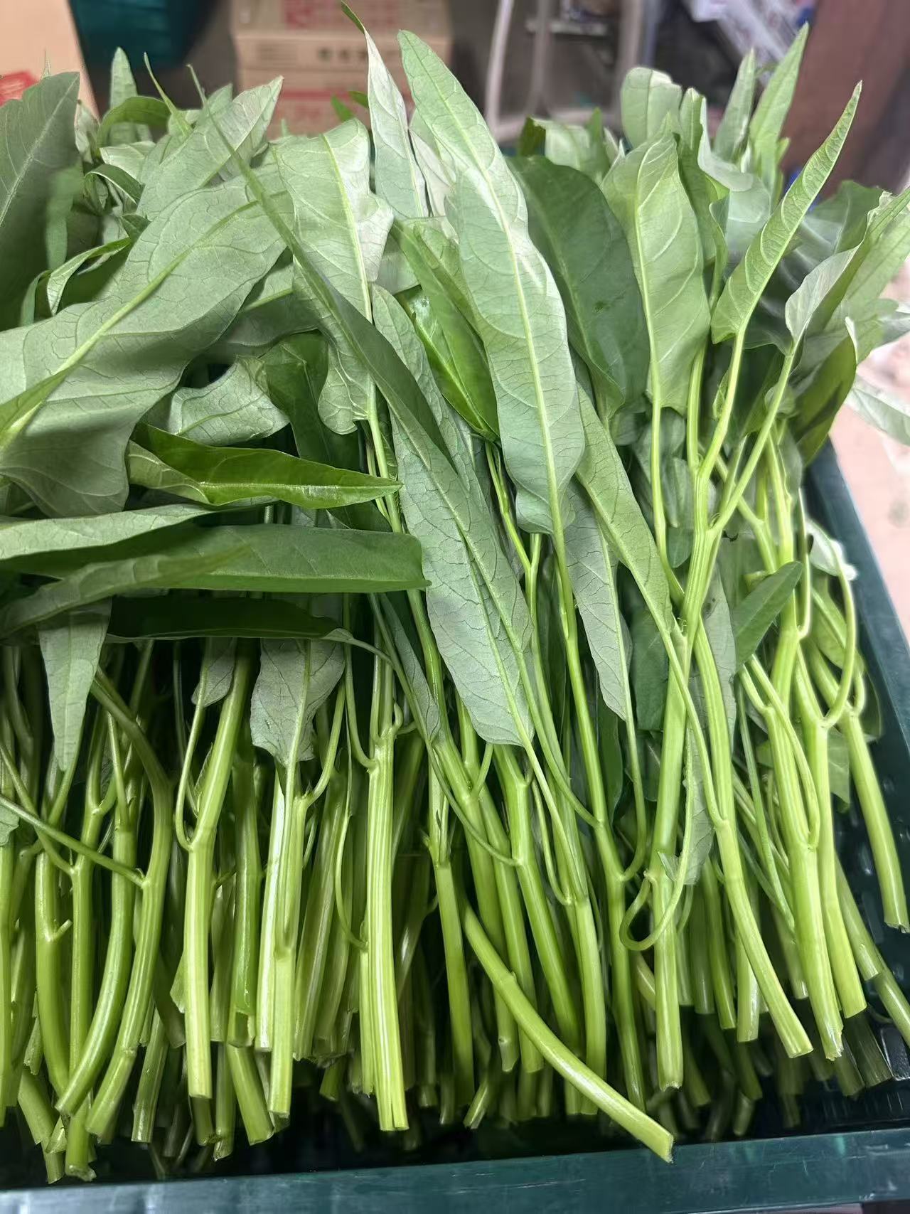 水耕栽培】シャキシャキ空心菜（エンサイ）4kg (250g*16)：茨城県の