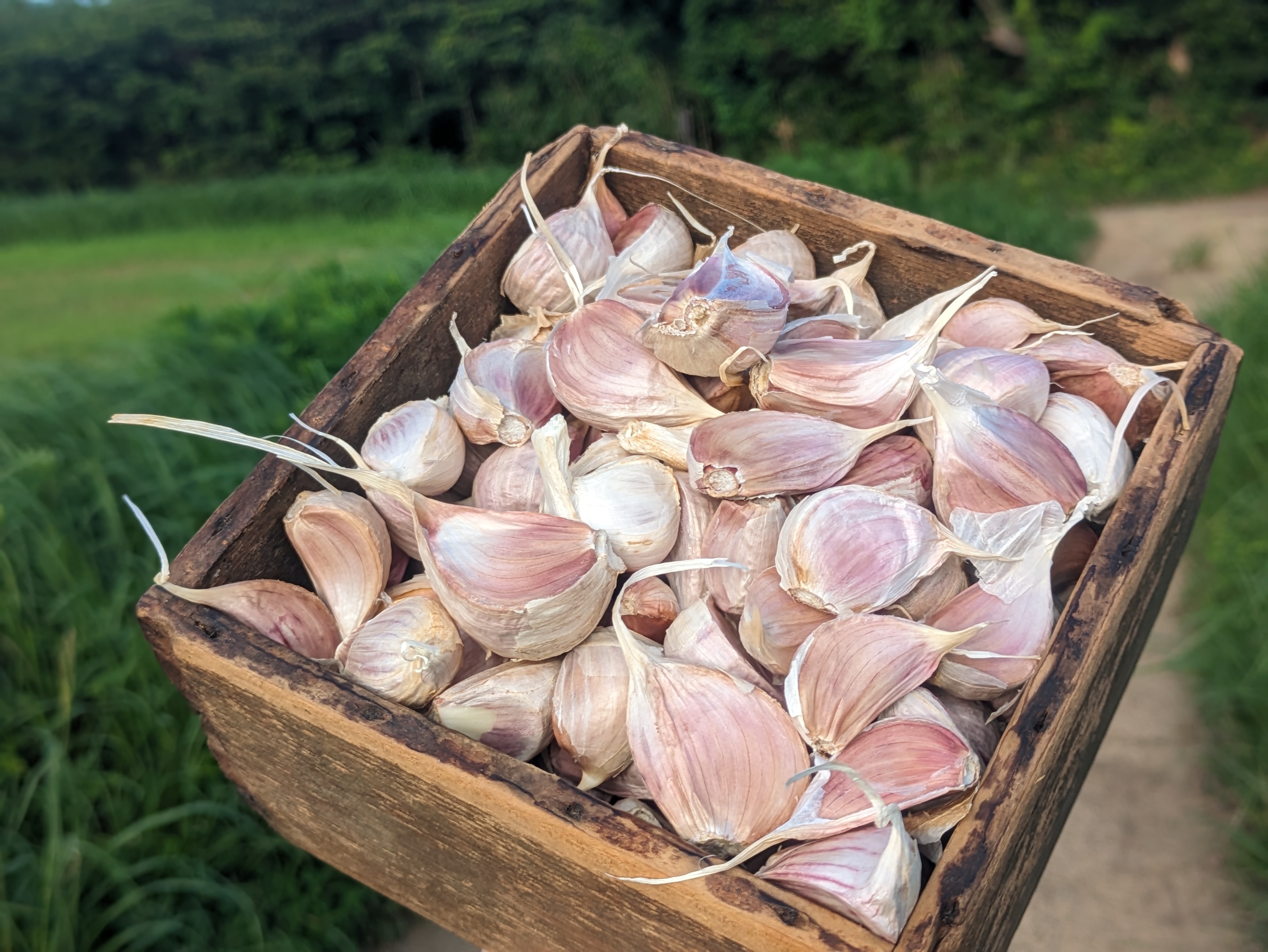 値下げしました！🧄バラ乾燥にんにく1KG 今年5月収穫の新物！長崎県