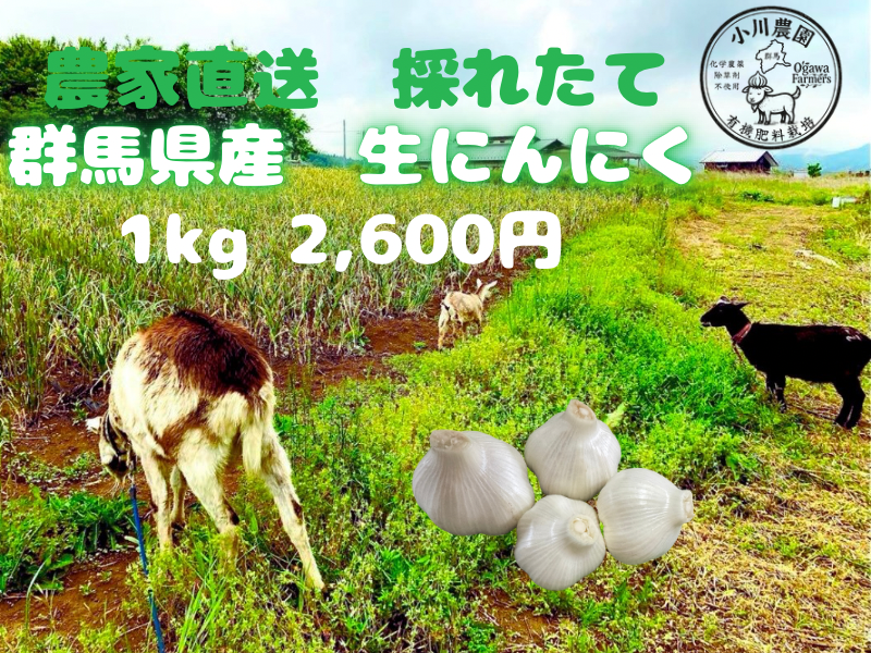 令和8年度 群馬県産 生ニンニク 有機肥料栽培 農薬化学薬品無使用 1kg