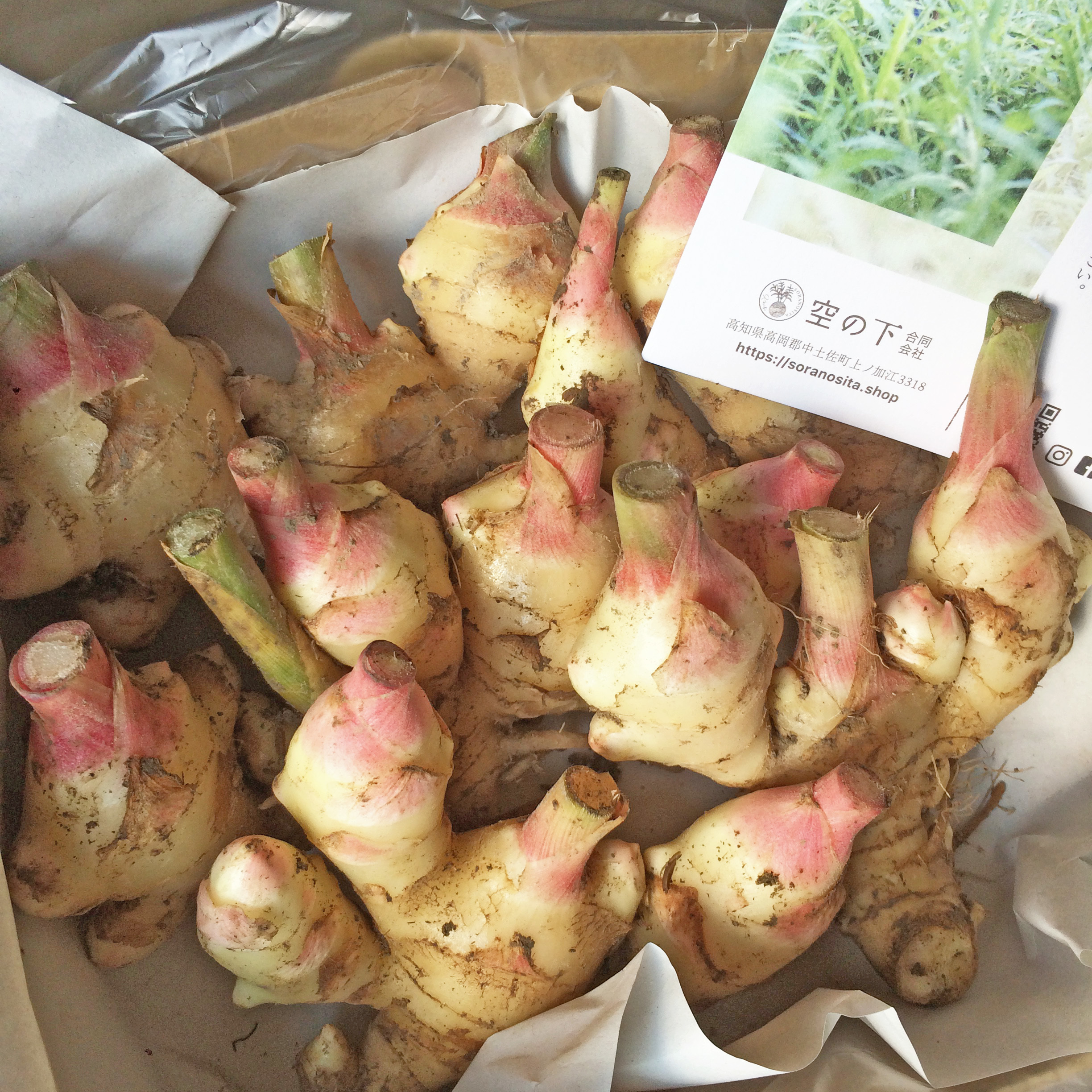 鮮度抜群！香り最高！新生姜1kg 土付き（親生姜をセットでお届け）（9