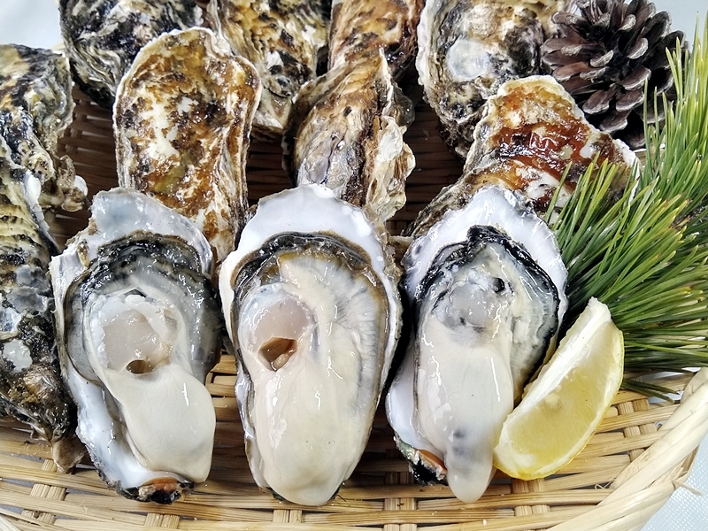 水産庁補助事業 送料無料】🦪 生食用4kg 殻付き 牡蠣 （28〜55粒