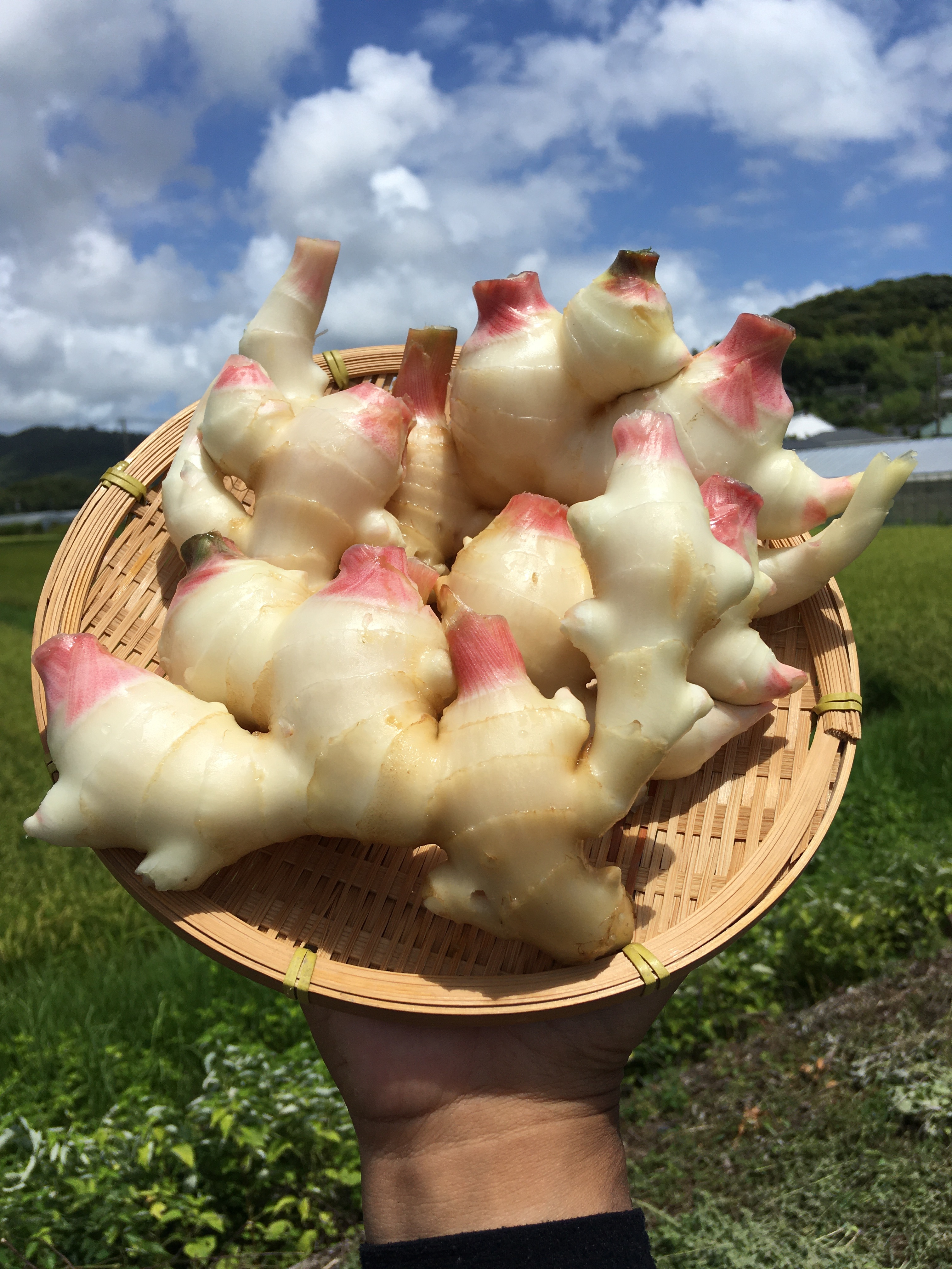 みずみずしくて柔らかい！！穫れたて『新生姜』20kg：千葉県のレビュー