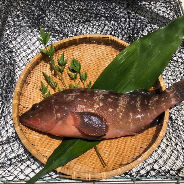 幻の魚 ｱｺｳ ｷｼﾞﾊﾀ 0 2 0 4 5匹 香川県のレビュー一覧 食べチョク 産地直送 産直 お取り寄せ通販 農家 漁師から旬の食材を直送