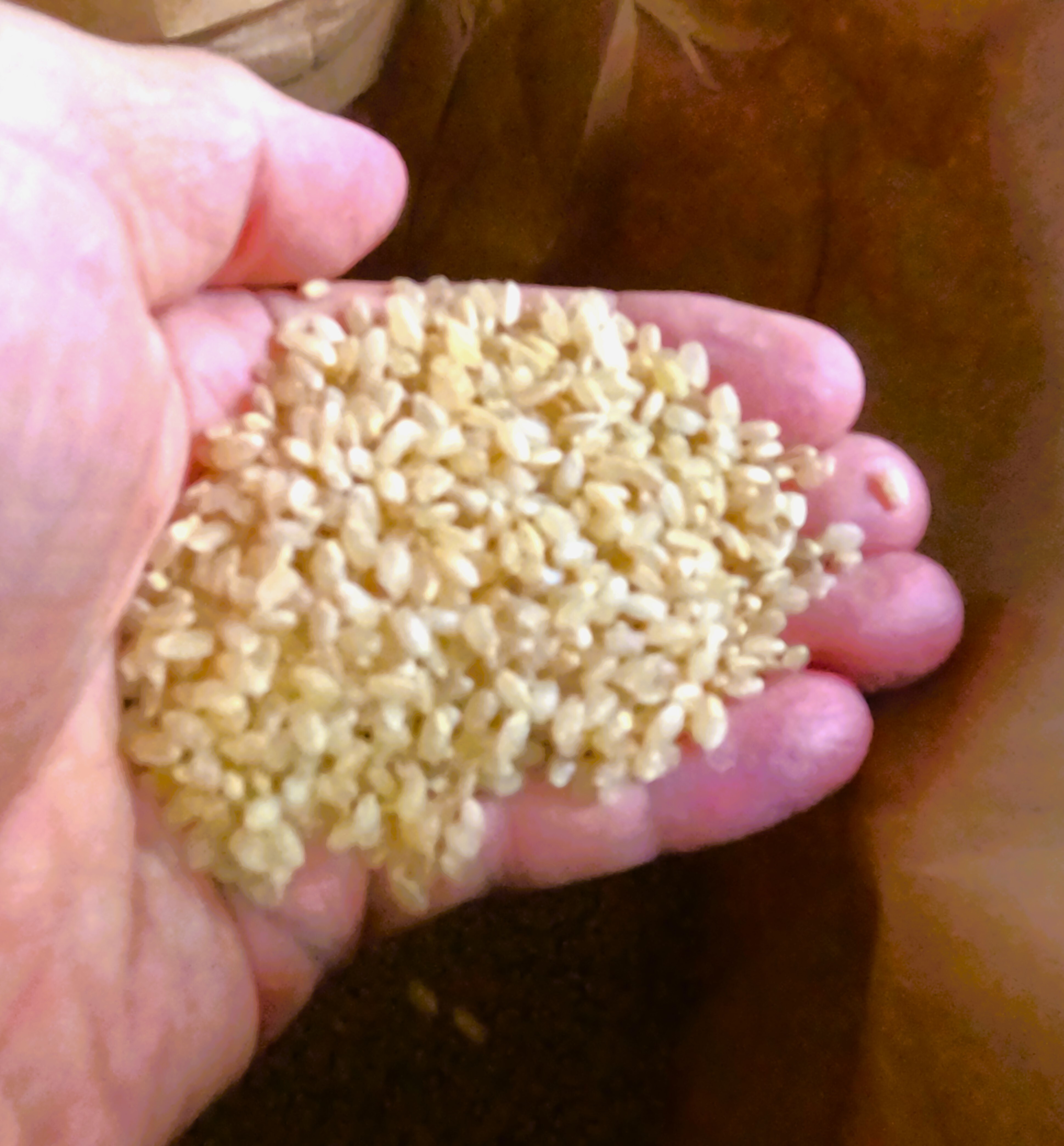 新米【令和7年産】『キヌヒカリ』 玄米10kg：大阪府のレビュー