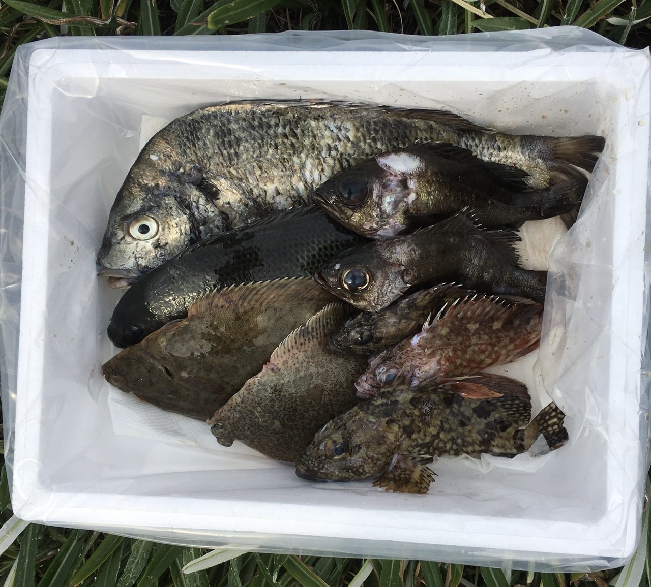 小豆島の海の恵み 旬のお魚お任せ鮮魚ハーフセット ５ ７匹 香川県のレビュー一覧 食べチョク 農家 漁師の産直ネット通販 旬の食材を生産者直送