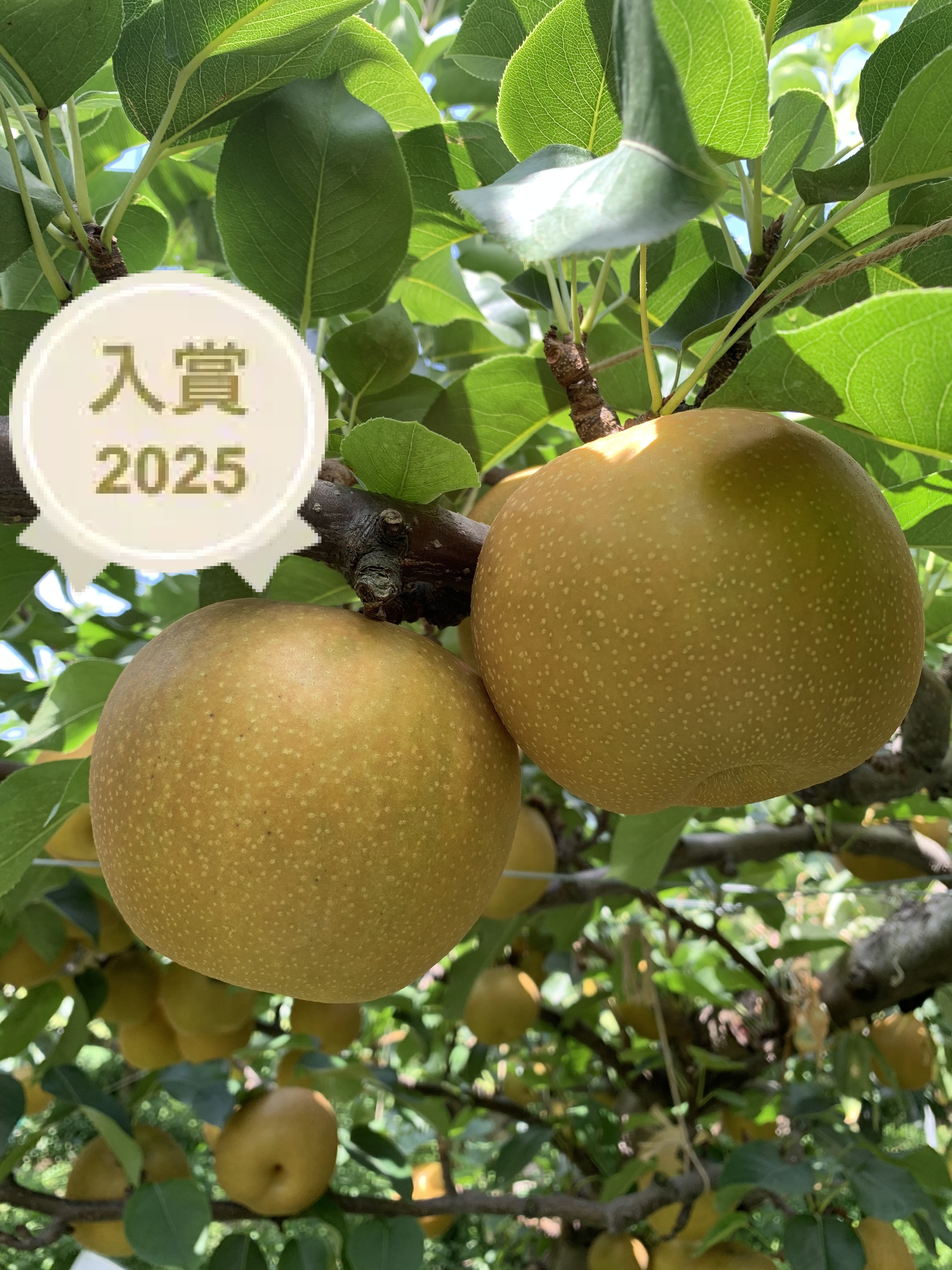 鳥取県産梨『新甘泉』2kg(4~6玉) 秀品：鳥取県のレビュー｜食べチョク