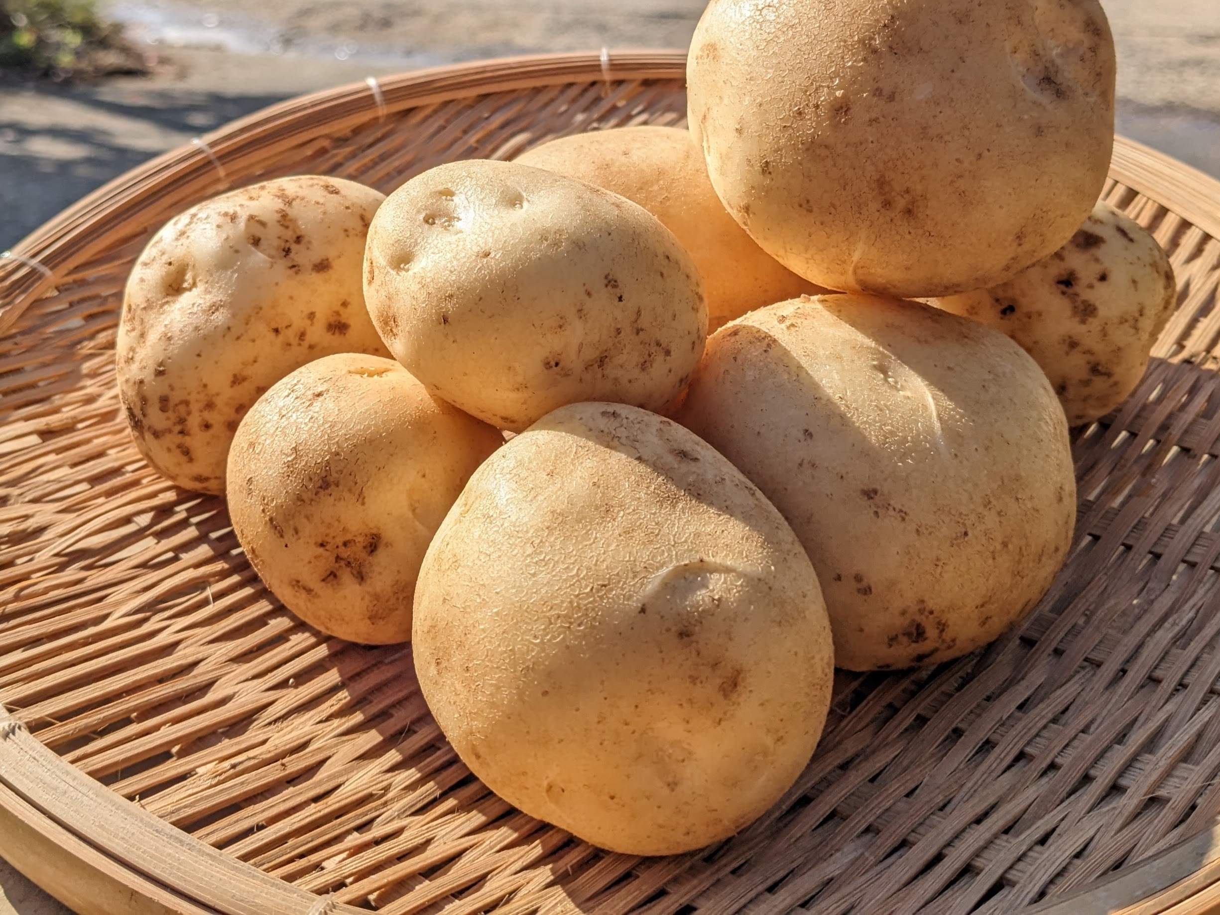 【農薬不使用】旨味ギッシリ！ニシユタカ 約8kg サイズ混合 訳あり 新ジャガ 発送中🥔夏の新じゃが！ニシユタカ10KG 長崎県五島列島産 栽培期間中