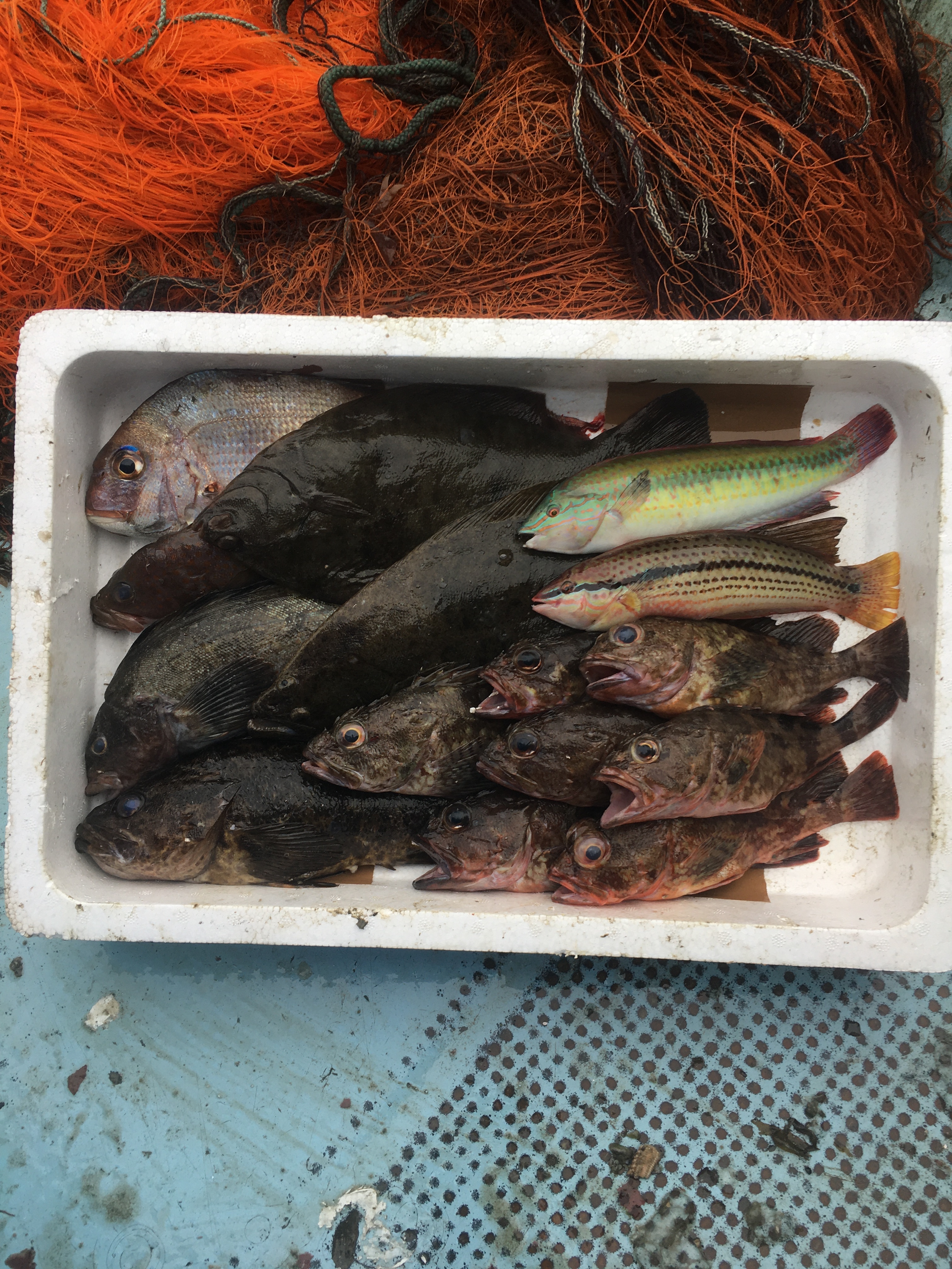 小豆島の海の恵み。旬のお魚お任せ鮮魚デラックスセット（約２０匹程度