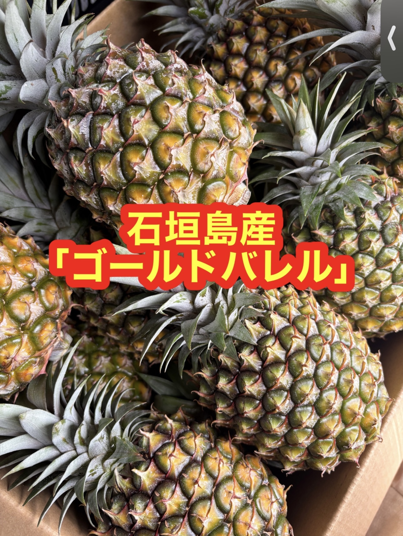 石垣島産「ゴールドバレル」約3kg(1玉あたり1〜1.5kg程度を予定)：沖縄