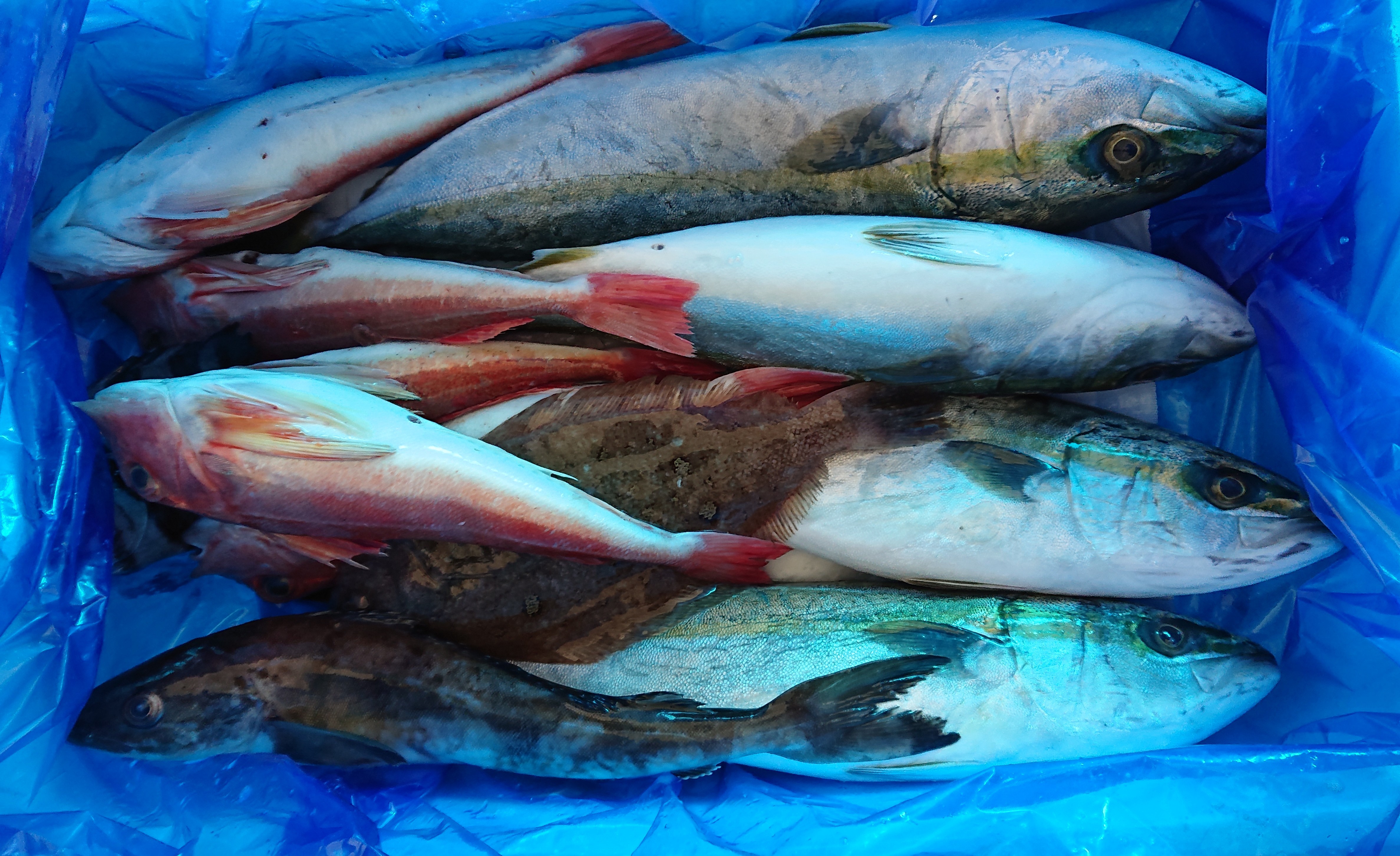 新潟県粟島産 漁師のまかない 未利用魚セット 新潟県のレビュー一覧 食べチョク 農家 漁師の産直ネット通販 旬の食材を生産者直送