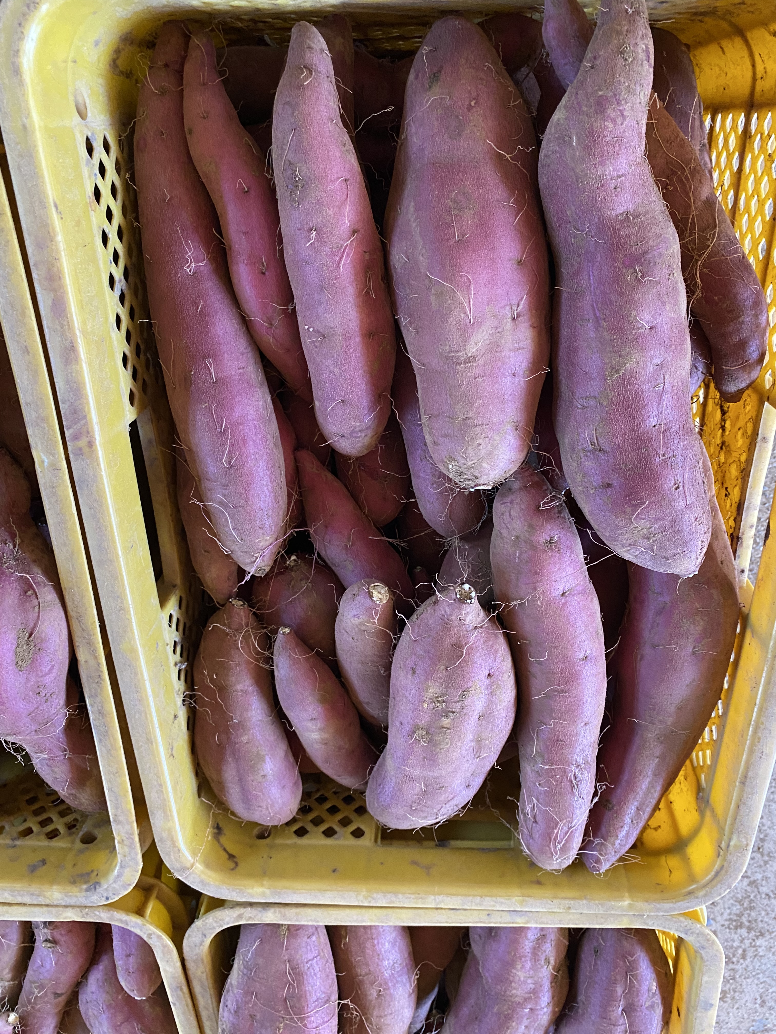 YU様専用 千葉県産 紅あずま Lサイズ 20Kg 楽天市場】千葉・茨城県産