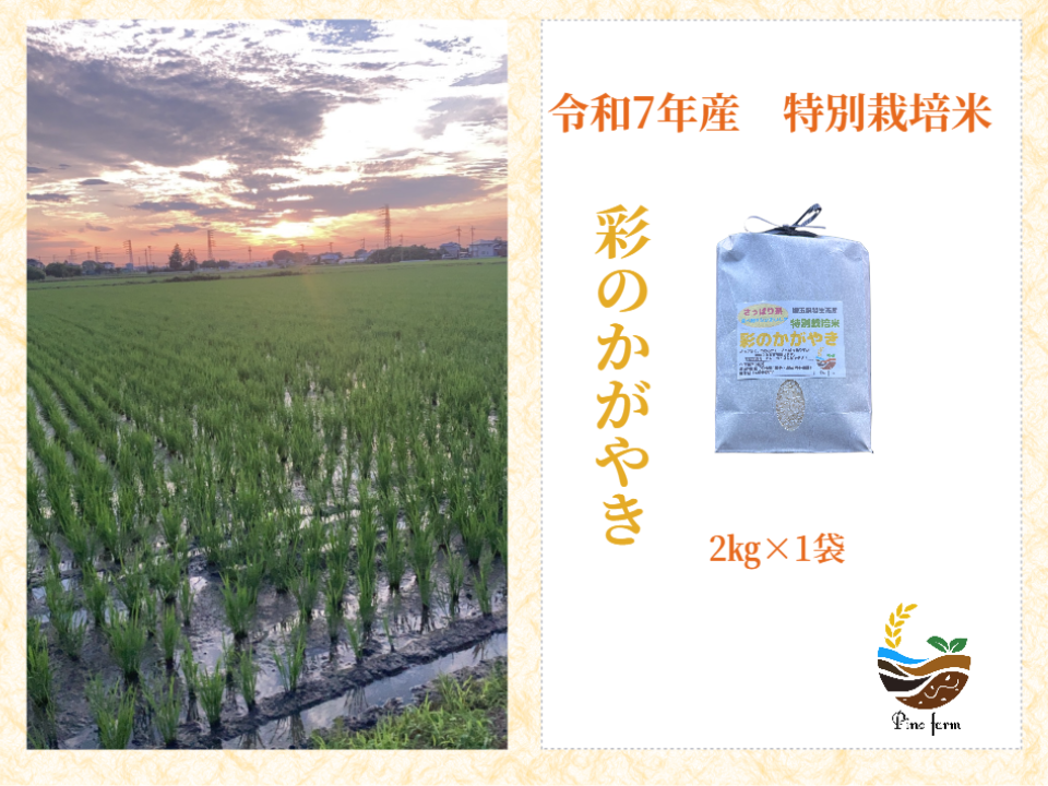 R7年産特別栽培米 彩のかがやき 2㎏【母の日ギフト】：埼玉県の