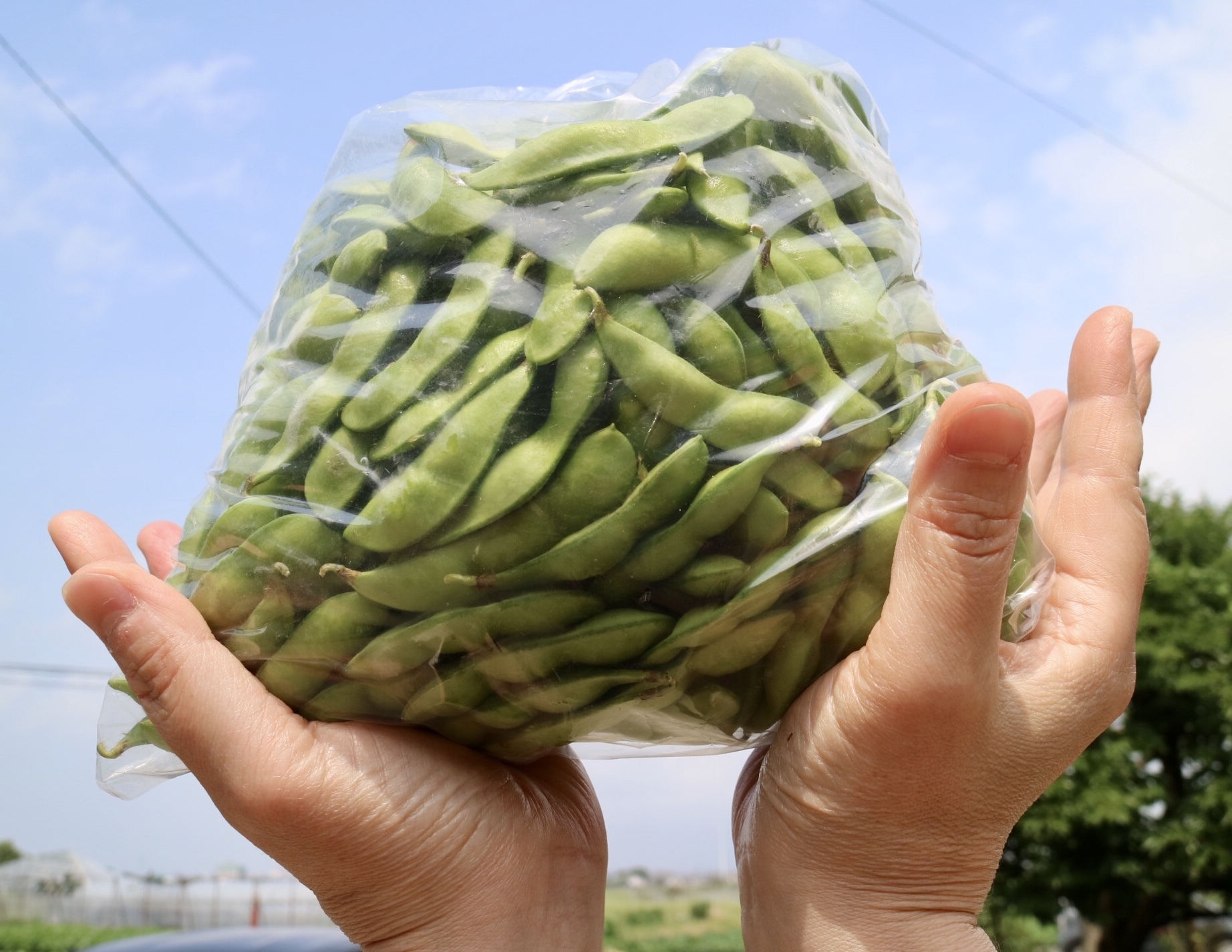 新潟の朝どり枝豆！早朝収穫・即日出荷の食べきりサイズ！1Kg「定期便