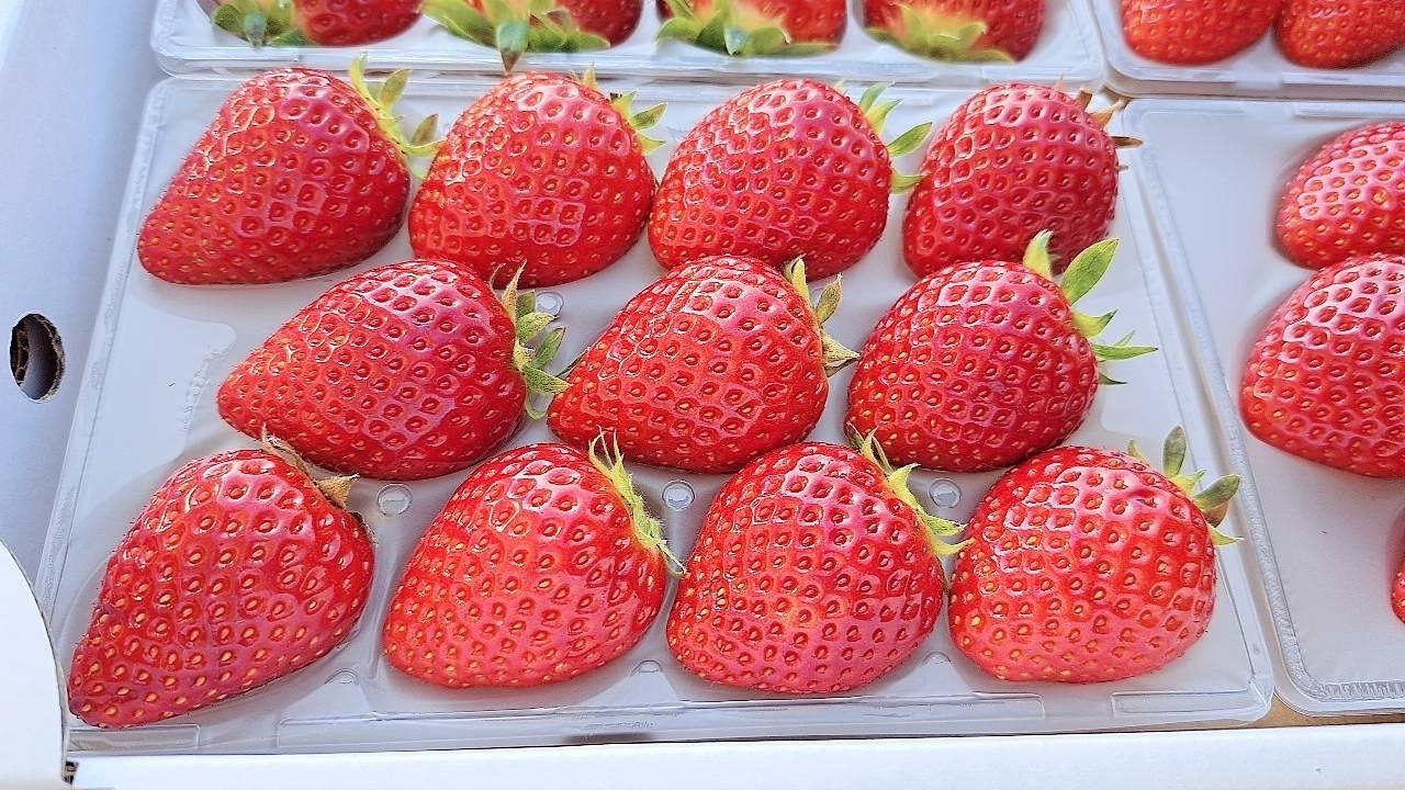 いちご④ 減農薬】一箱 4パック 家庭用 いろいろなサイズ 『モカベリー』 完熟
