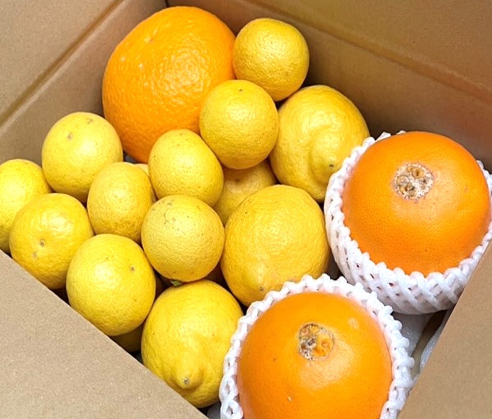 【初回限定BOX】仲屋の柑橘 食べ比べセット4種！希少な完熟白柳ネーブル＆春の柑橘3種《白柳ネーブル・黄金柑・甘夏・国産レモン 詰め合わせ ...