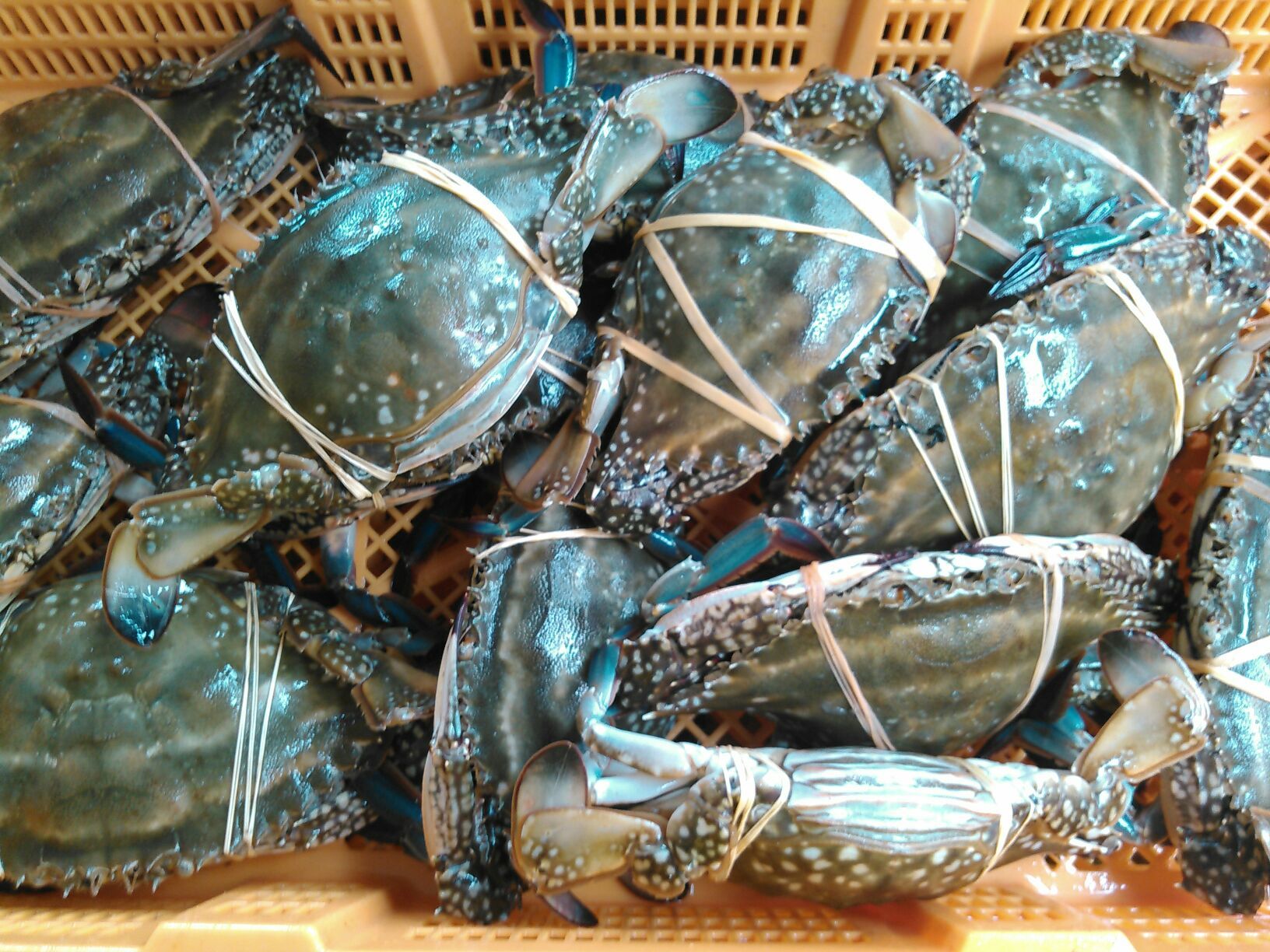 新鮮活きワタリガニ 三重県漁師直送 5kg メス大