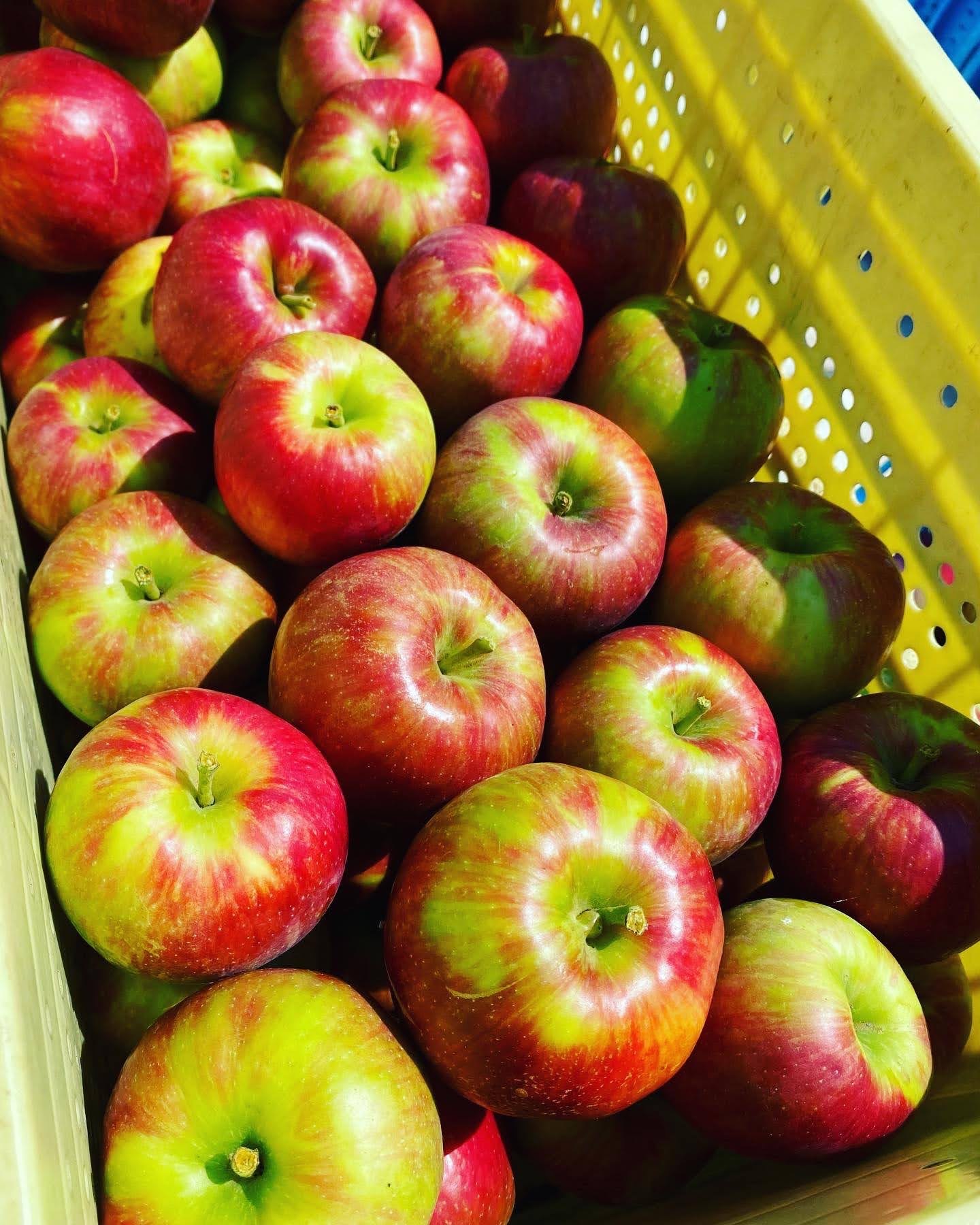 終わります残り15ケース🍎🏃‍♀️【すっぱい夏りんご】シナノレッド3