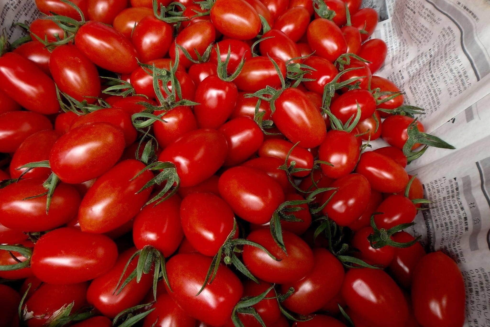 食欲の秋に パクパク食べちゃう うんま いミニトマト 1kg 高知県のレビュー一覧 食べチョク 産地直送 産直 お取り寄せ通販 農家 漁師から旬の食材を直送