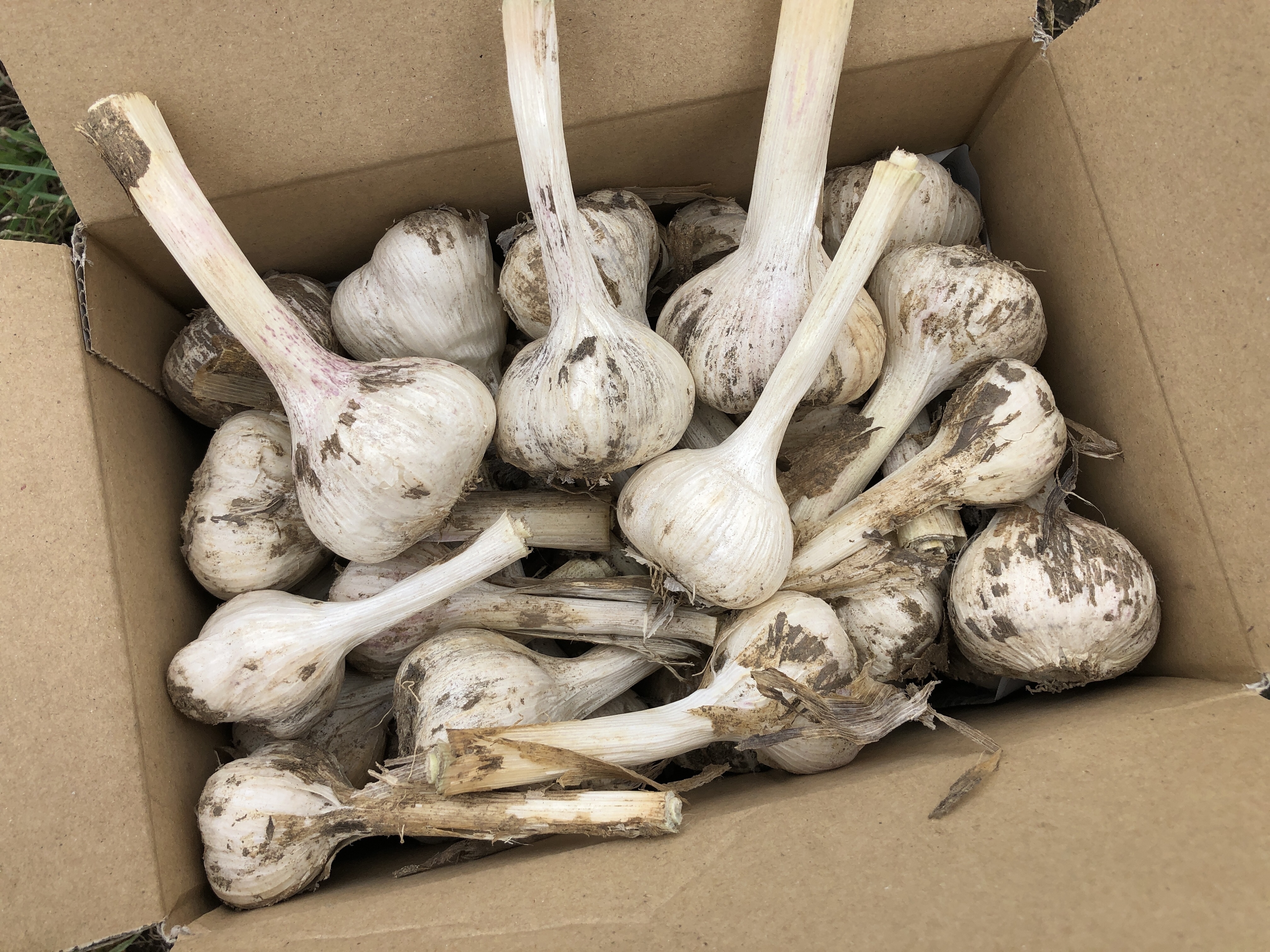 農薬化学肥料不使用】免疫力アップに！北の大地育ちのニンニク(2kg)無