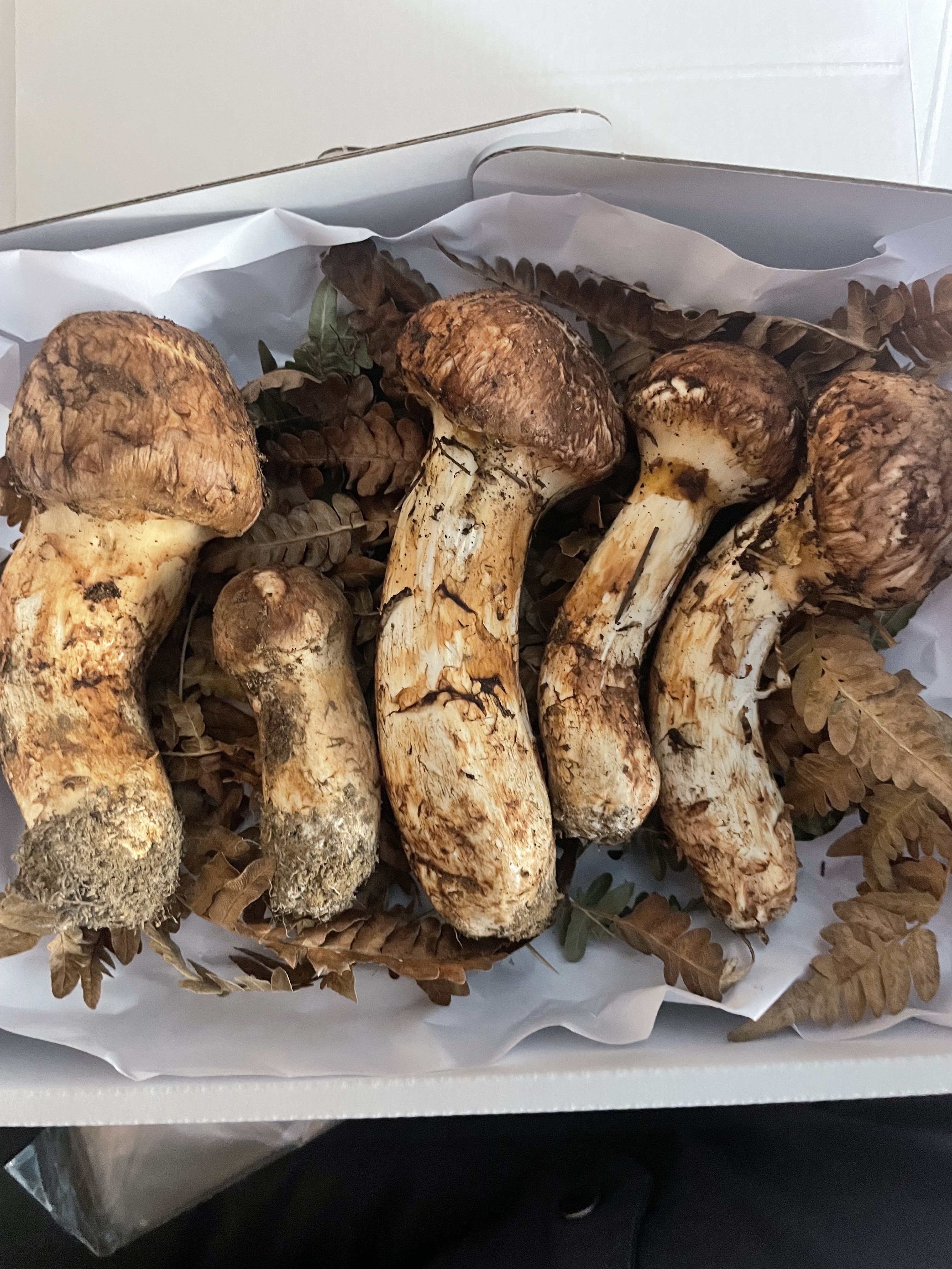 岩手県産松茸 100g 採れ次第発送！：岩手県のレビュー｜食べ