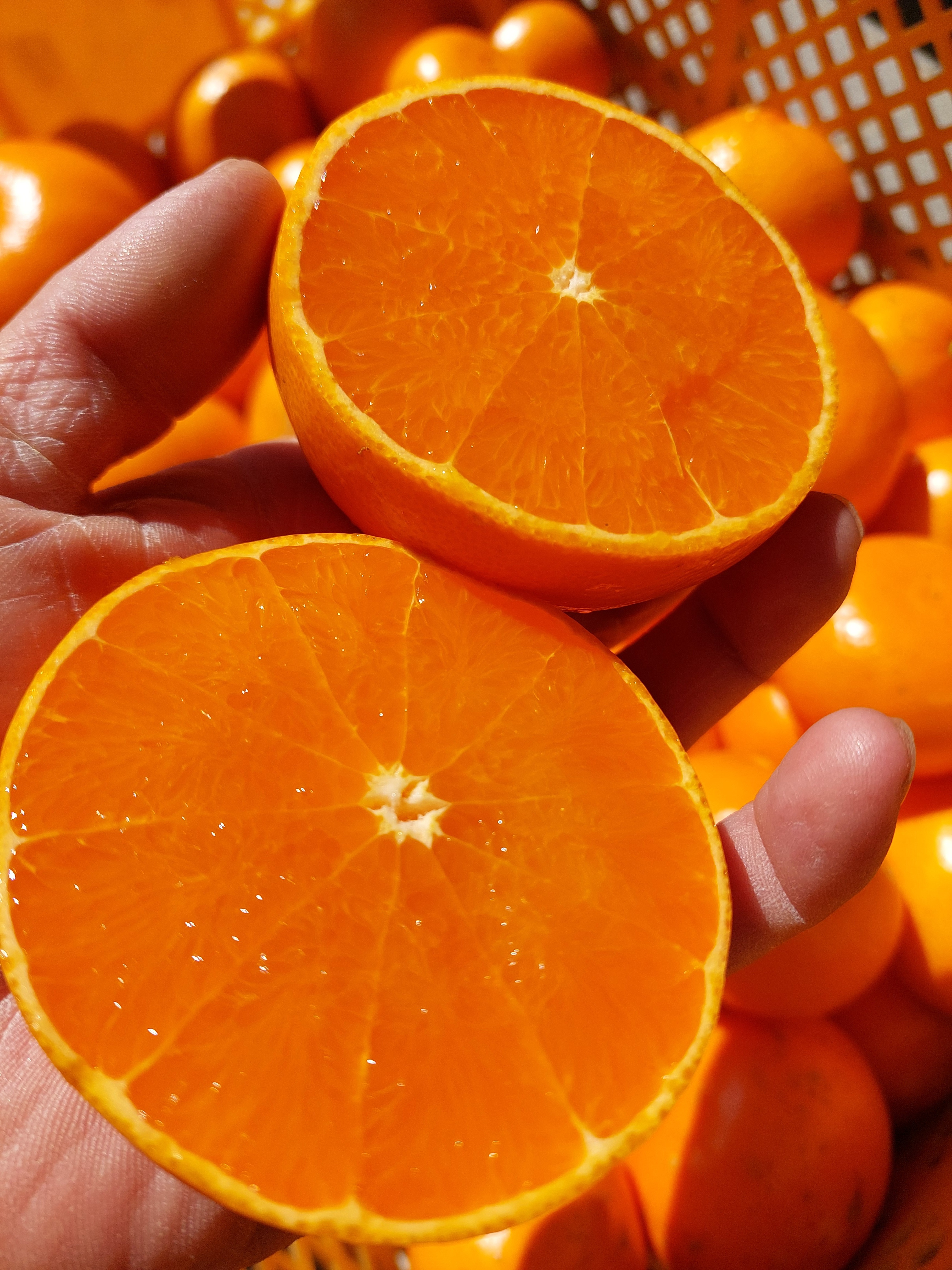 せとか【柑橘の大トロ】小玉2kg(箱込)：和歌山県のレビュー｜食べ