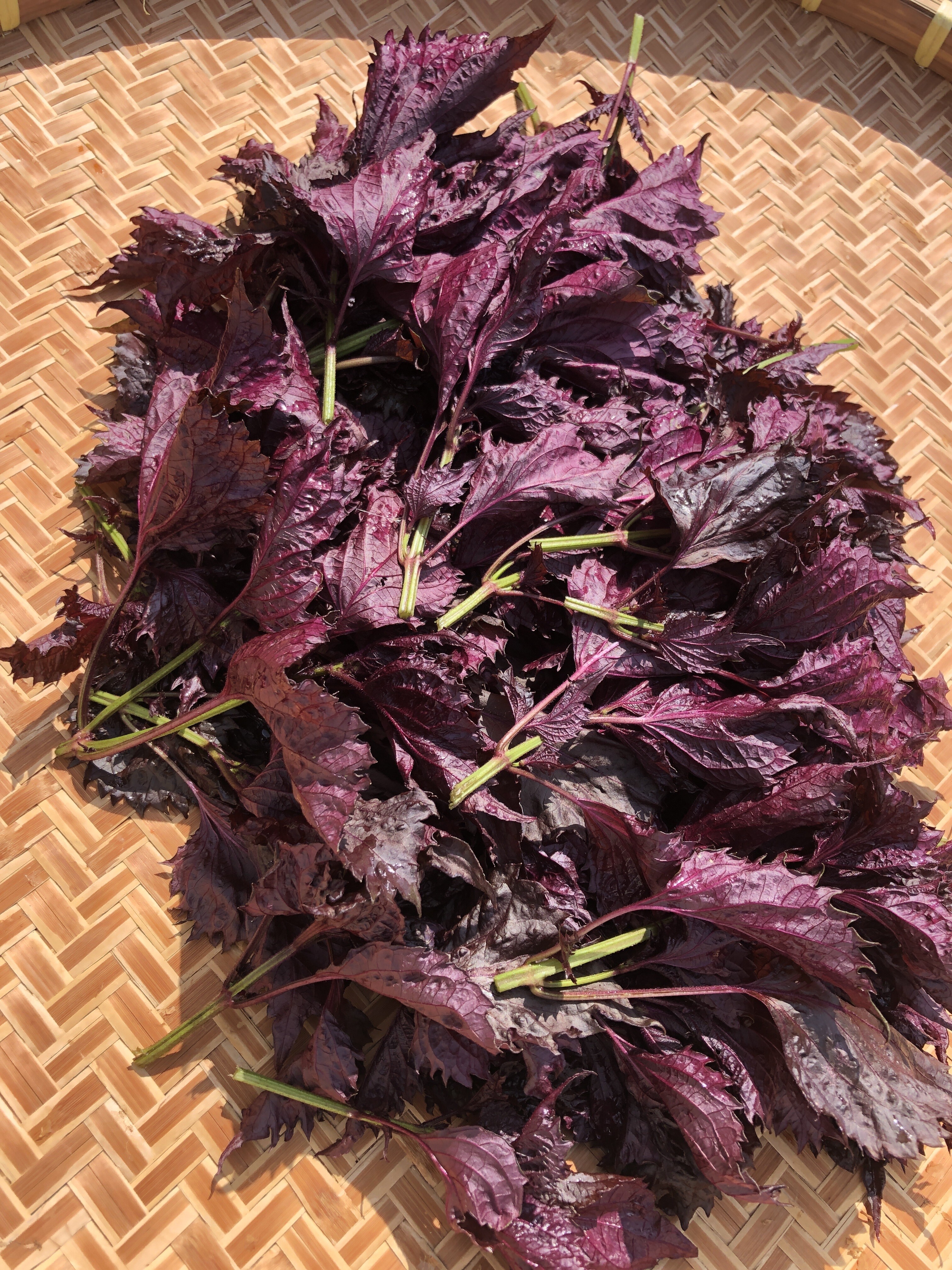 ☆ちりめん赤しそ1000g 赤紫蘇 ―腐植栽培『ちりめん赤しそ』15cm脇芽