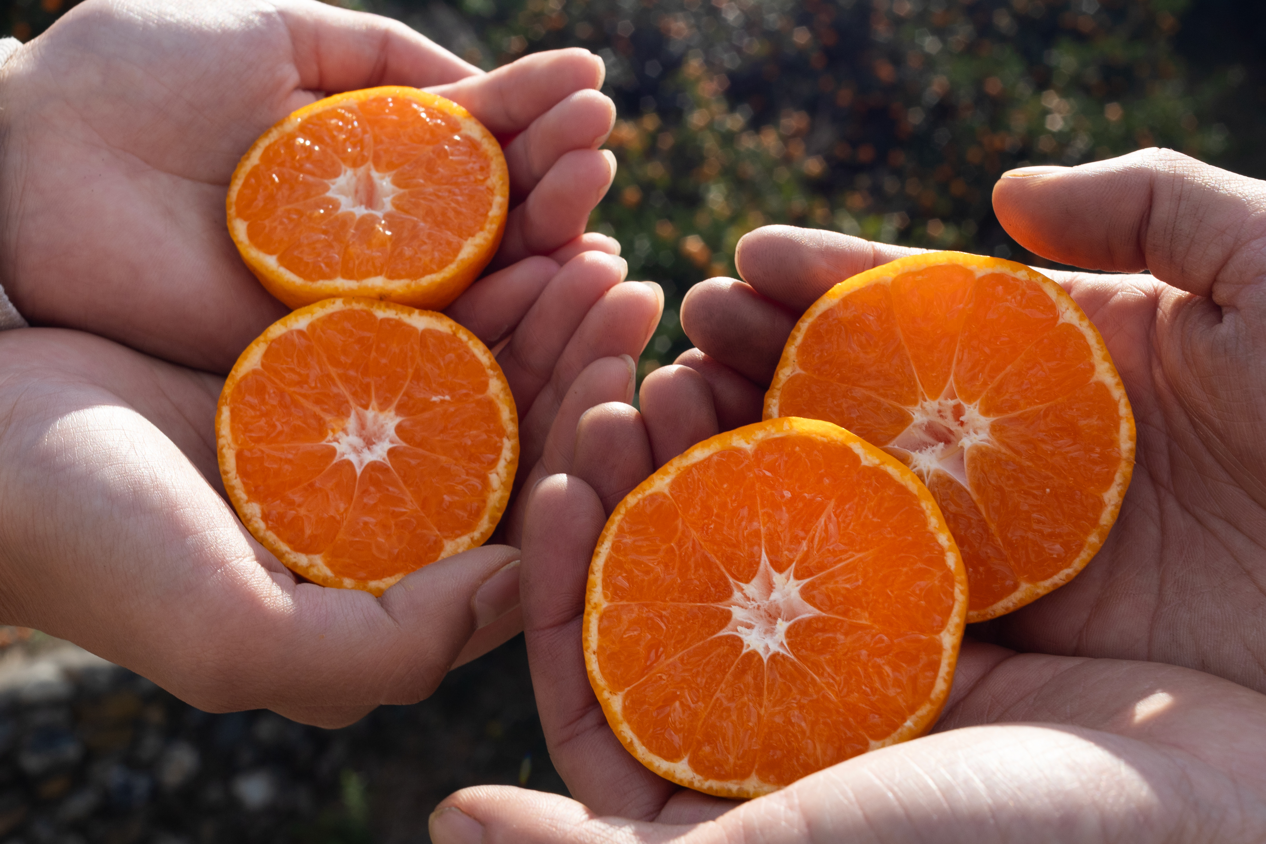 最高級】真穴（まあな）産地直送 極上みかん 2S～Sサイズ 3Kg やや