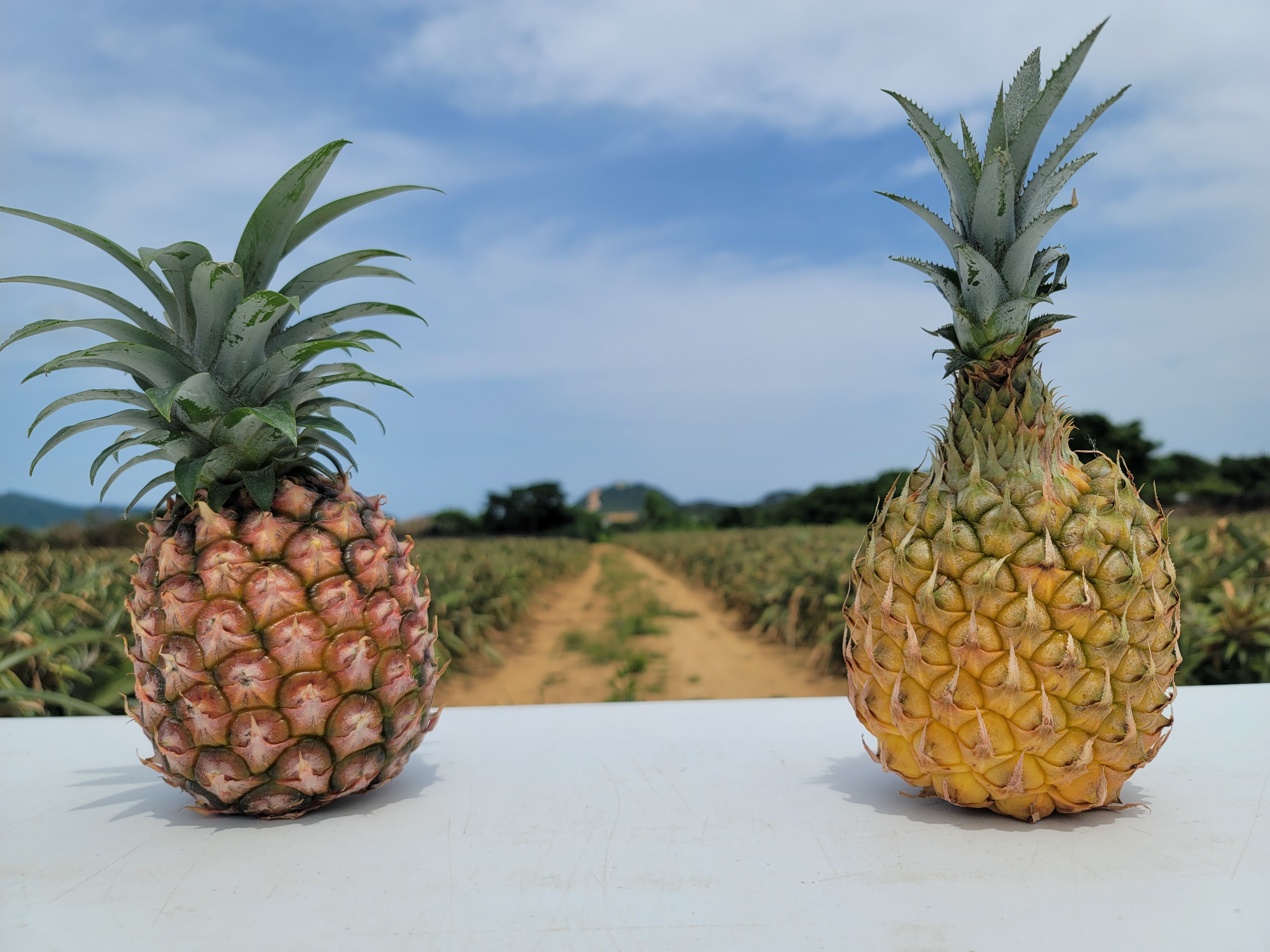 極上パイナップル 2玉 ピーチパインとスナックパインの食べ比べセット 沖縄県のレビュー一覧 食べチョク 農家 漁師の産直ネット通販 旬の食材を生産者直送