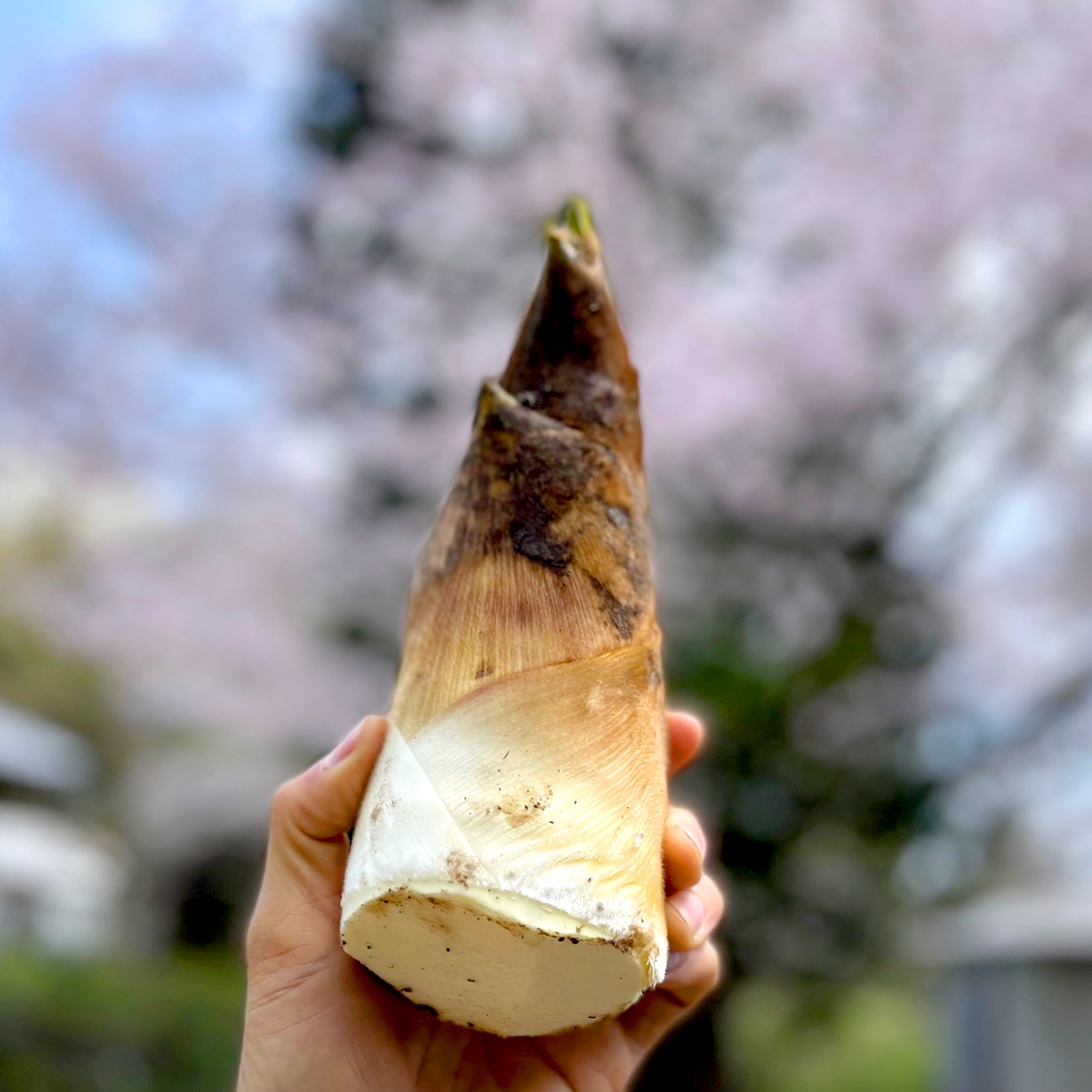 2026年産】旬の天然タケノコ2kg（富山県氷見産）/ 栽培期間中、農薬