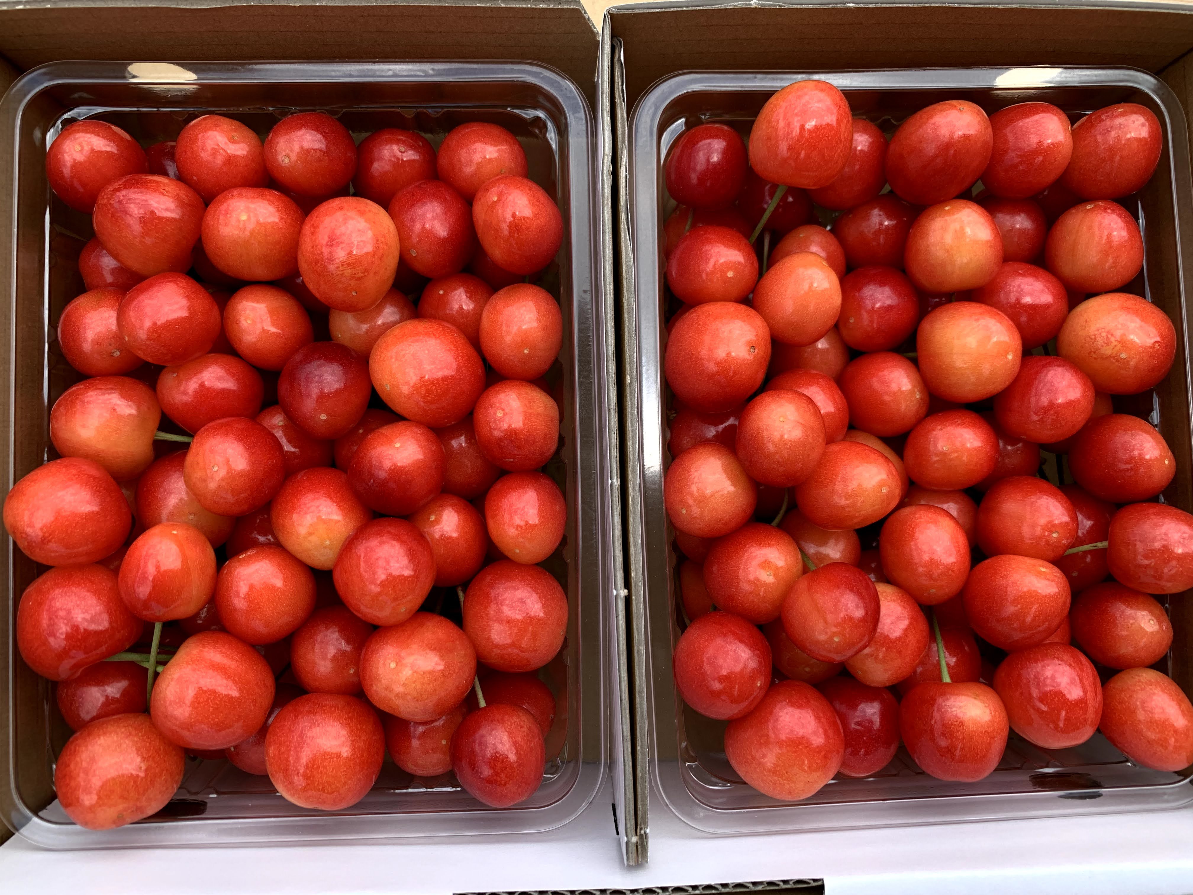 常温便】朝どりさくらんぼを直送！M～2Lサイズ1kg(500gﾊﾟｯｸ×2）ご自宅