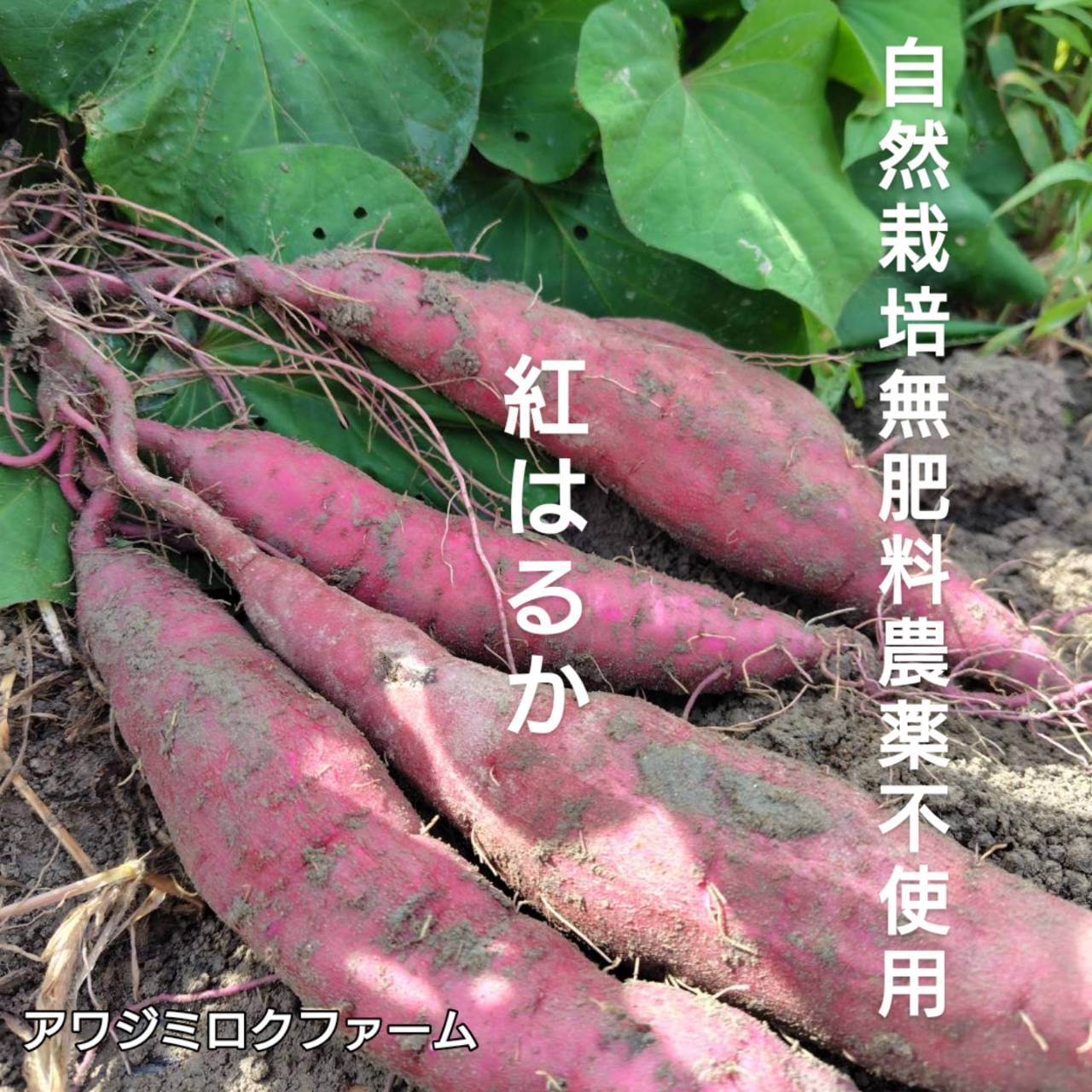 自然栽培【紅はるか】さつまいも 希少いも3 キロ固定種 在来種