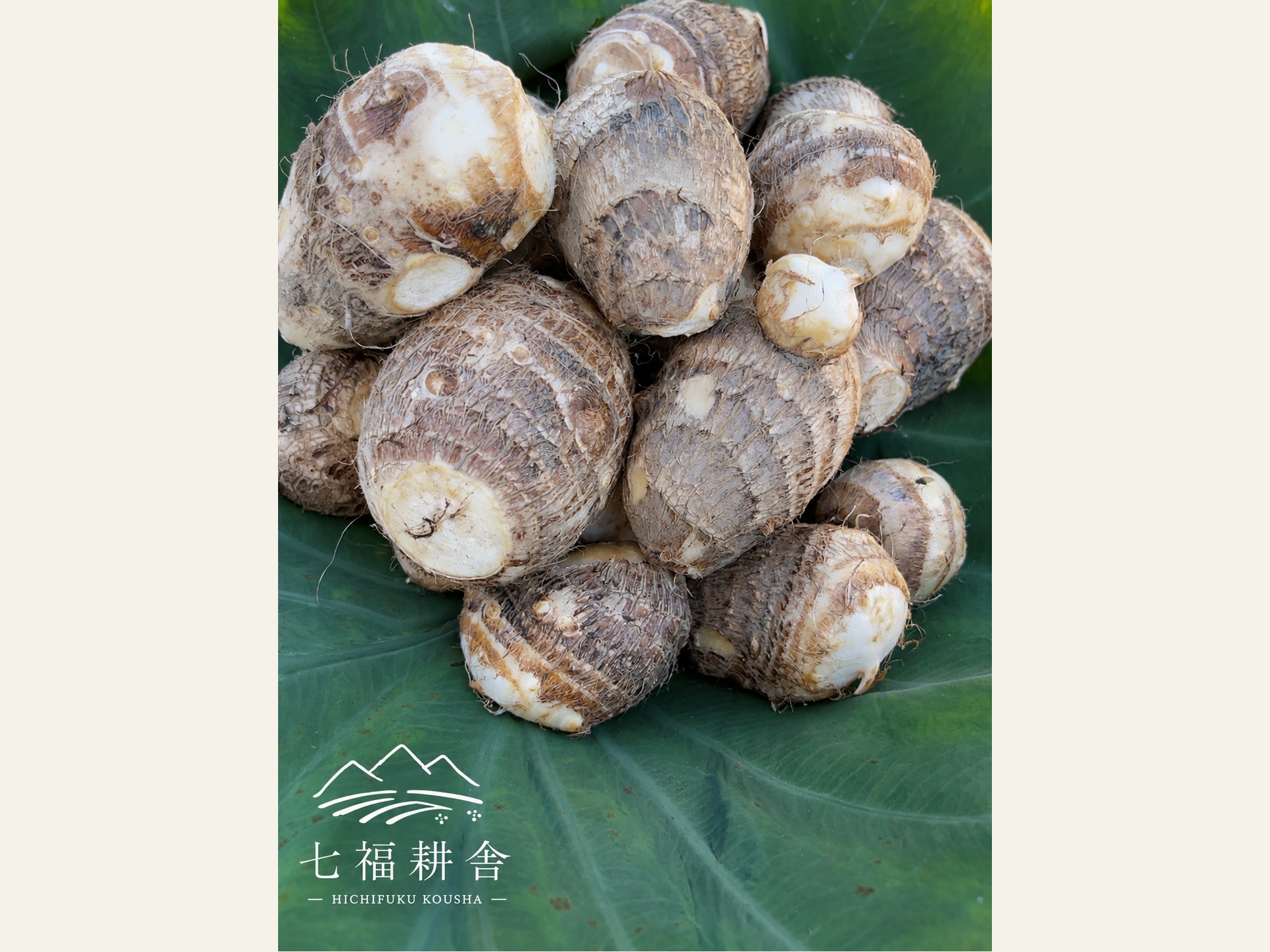 【専用ページ】農薬・化学肥料不使用 里芋 15kg 農薬・化学肥料不使用】七福耕舎の里芋 2kg（大・中・小サイズ混合