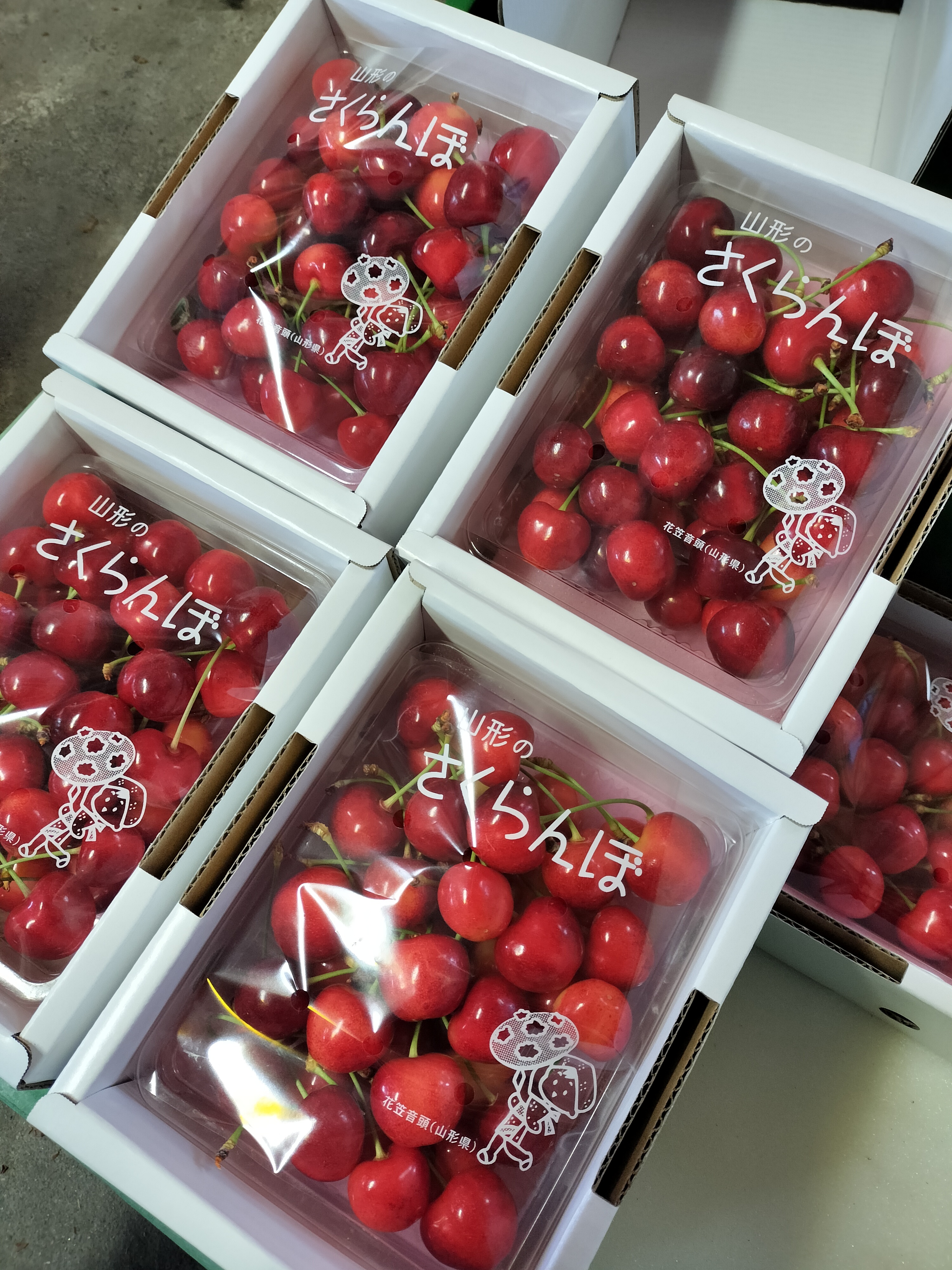 超大玉の新品種🍒〉〈厳選大玉3L～4L玉のみ〉【やまがた紅王】 700g